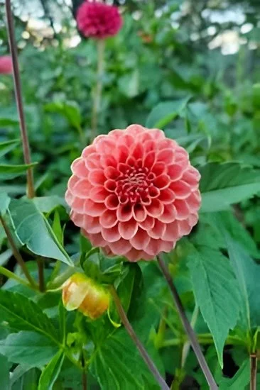 Rose Toscano Tuber
