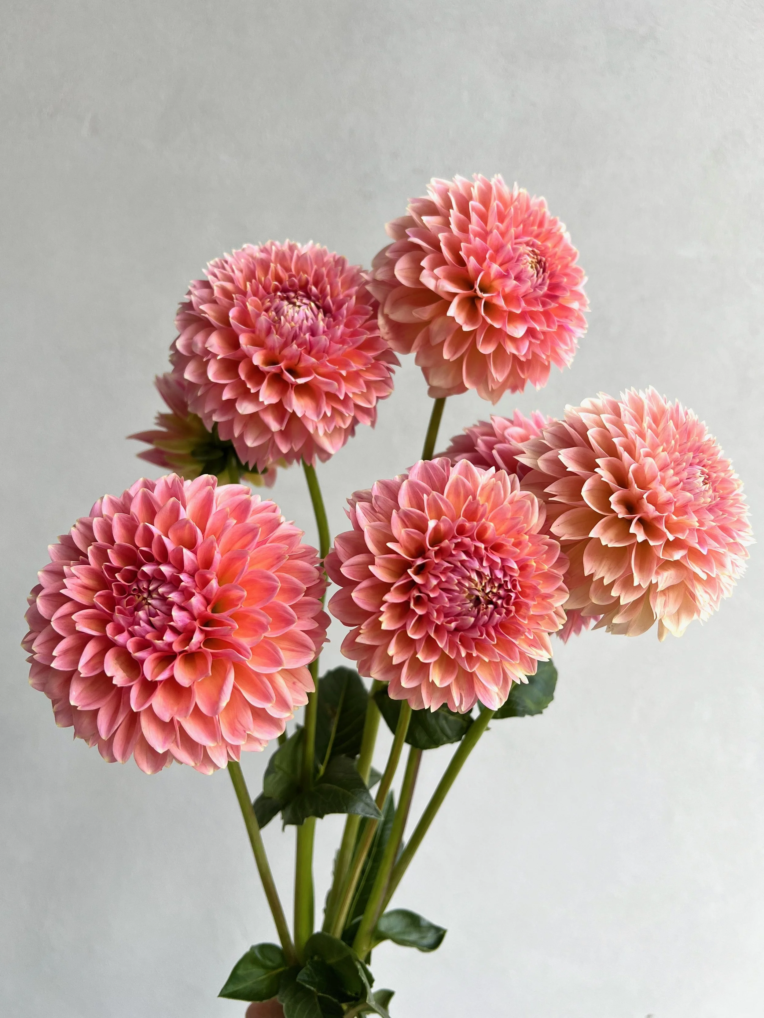 Mockingbird_Flora_Dahlia_Lindas_Baby_Bunch.jpeg