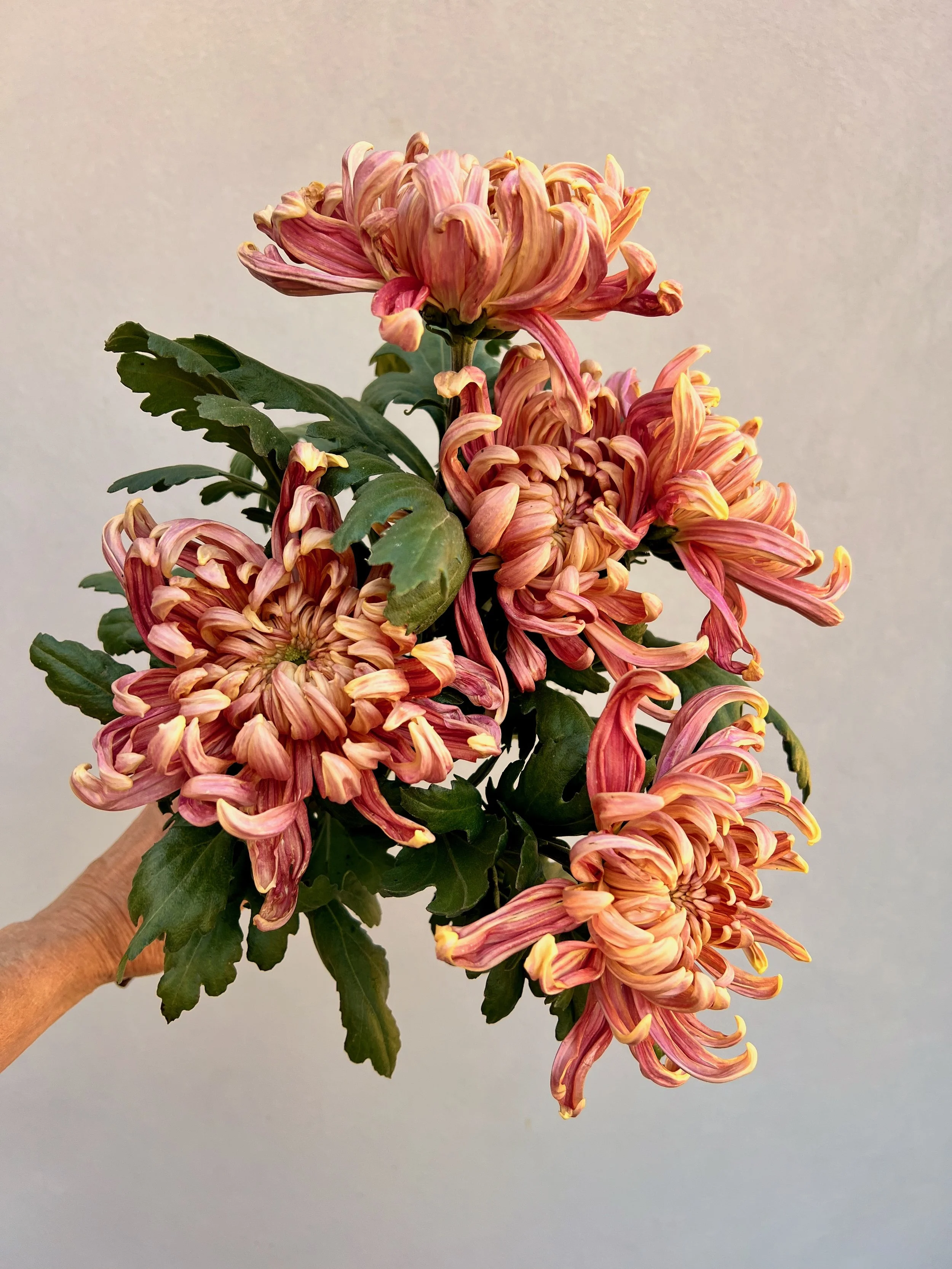 Chrysanthemum River City