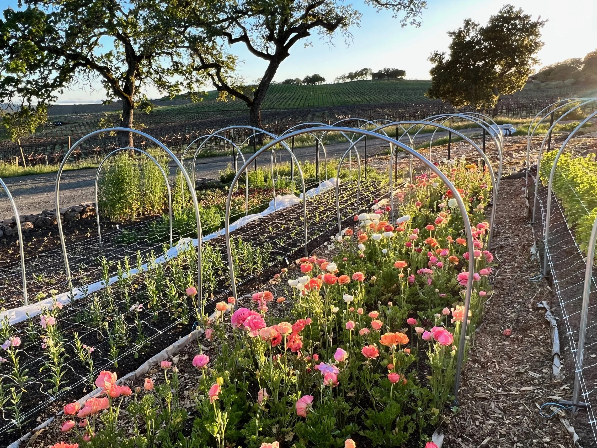 Mockingbird Flora Spring Field
