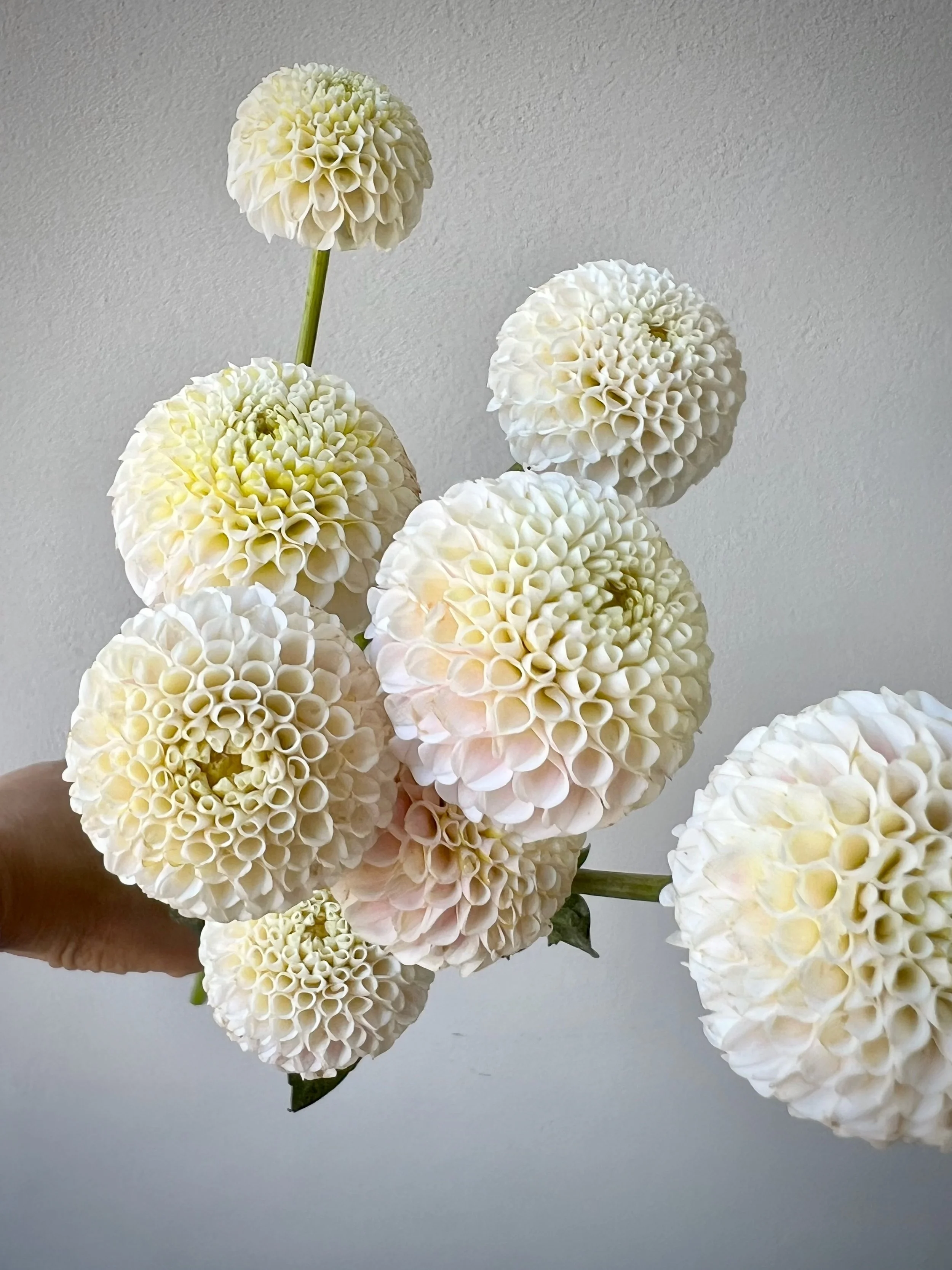 Mockingbird_Flora_Small_World_Dahlia1_shop.jpeg
