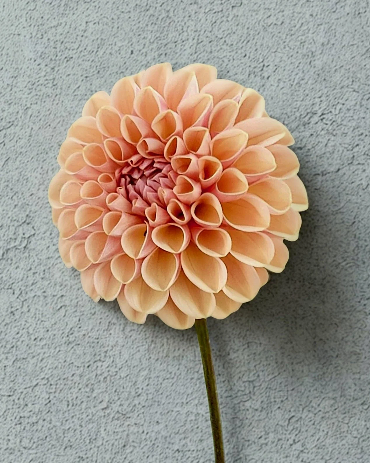 Mockingbird_Flora_Dahlia_Valley_Tawny.jpeg