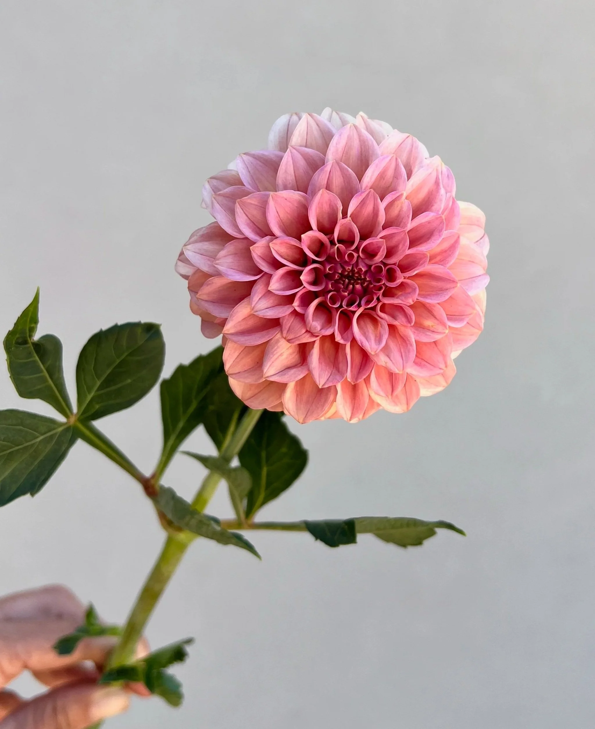 Rock Run Ashley Dahlia Tuber