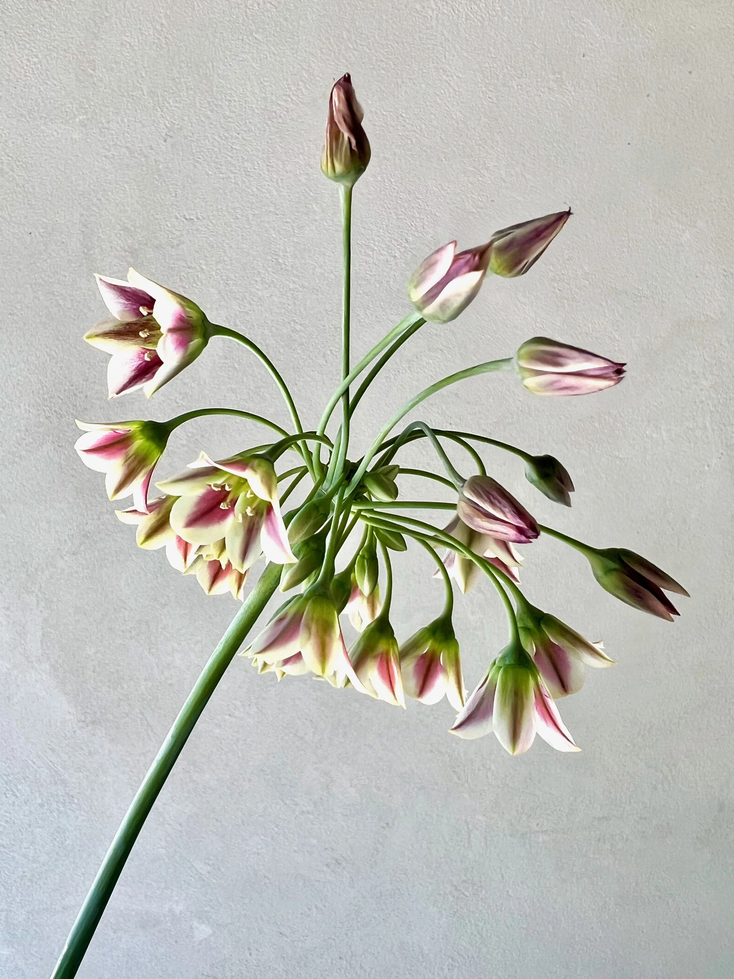 Allium Bulgaricum