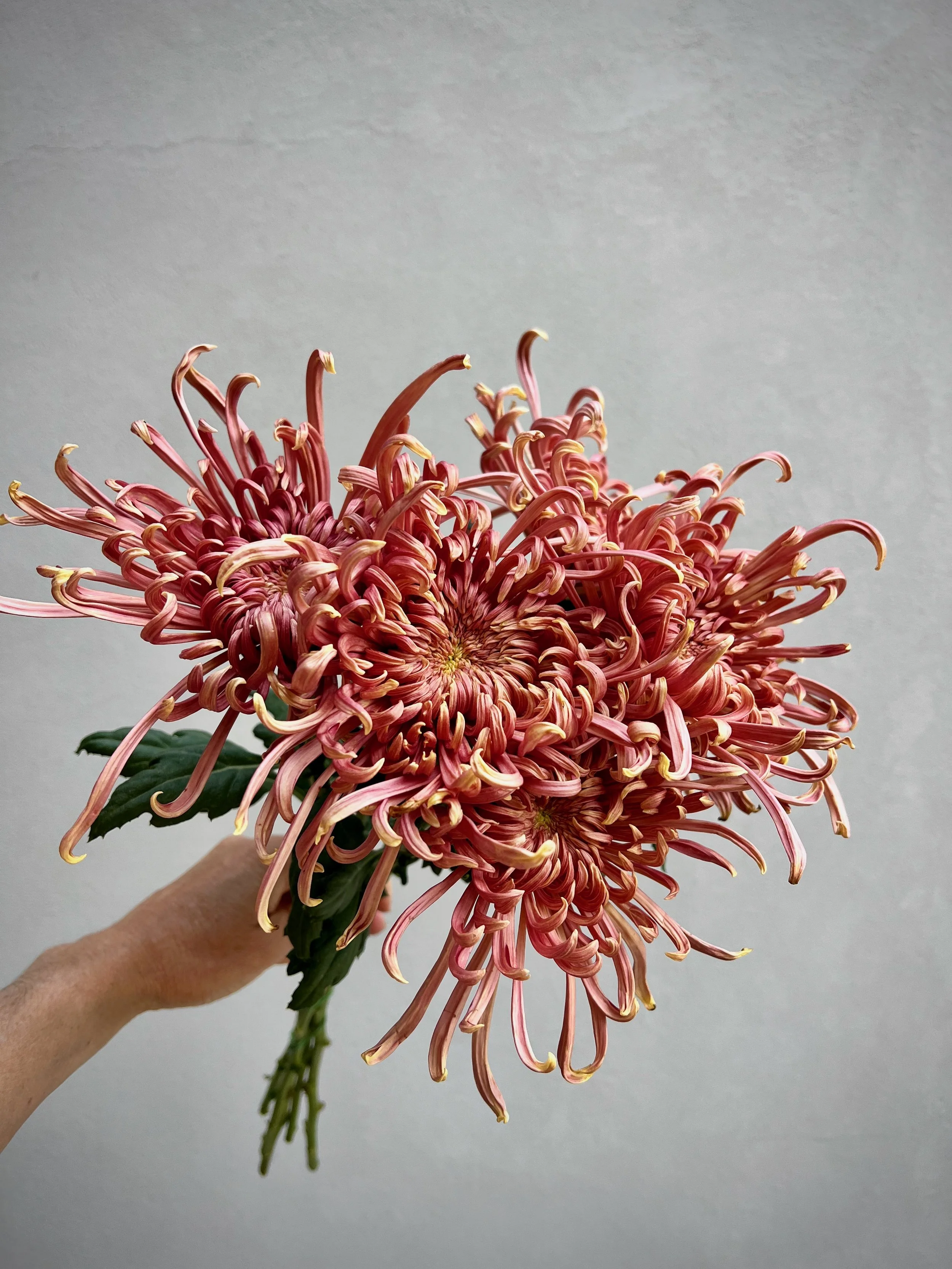 Chrysanthemum Mocha