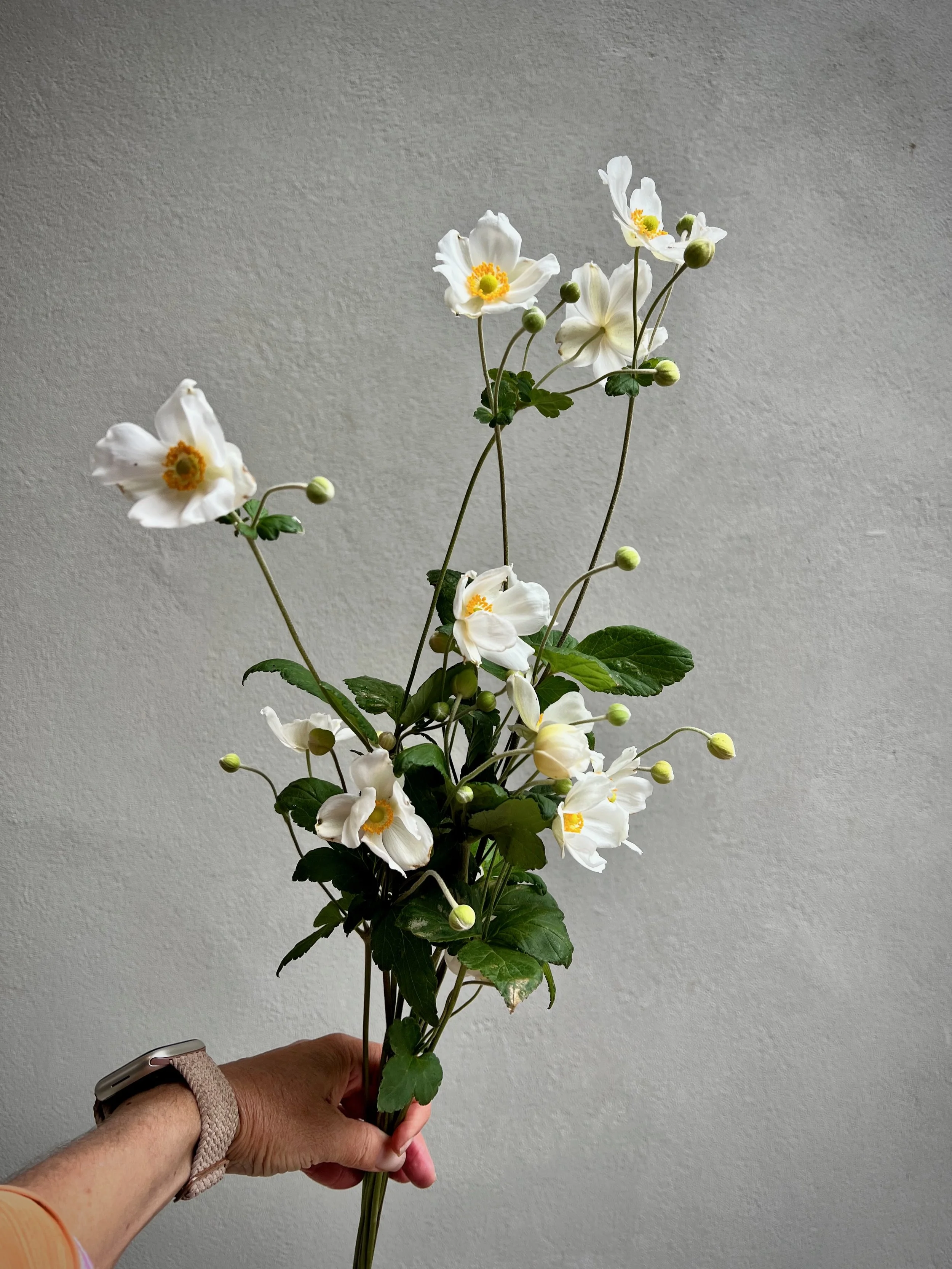 Japanese Anemone Honorine Jobert