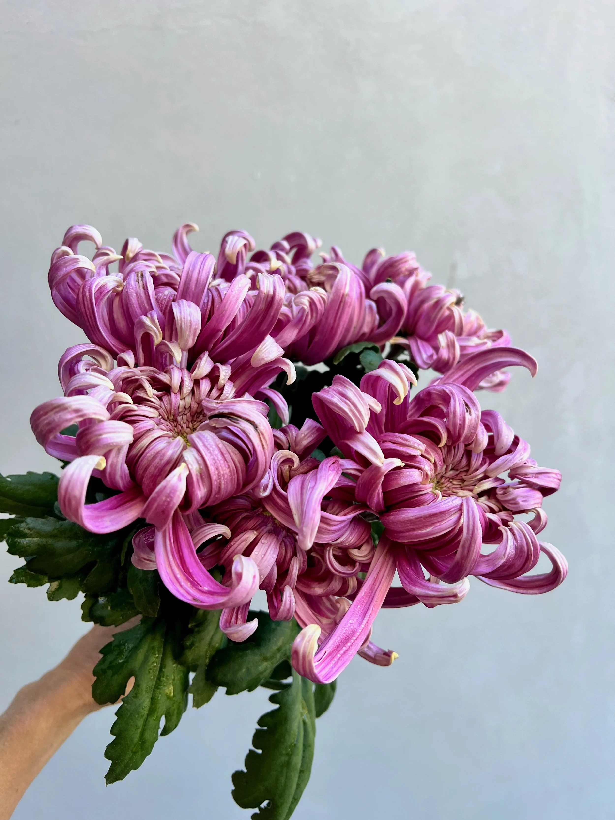 Chrysanthemum Jefferson Park