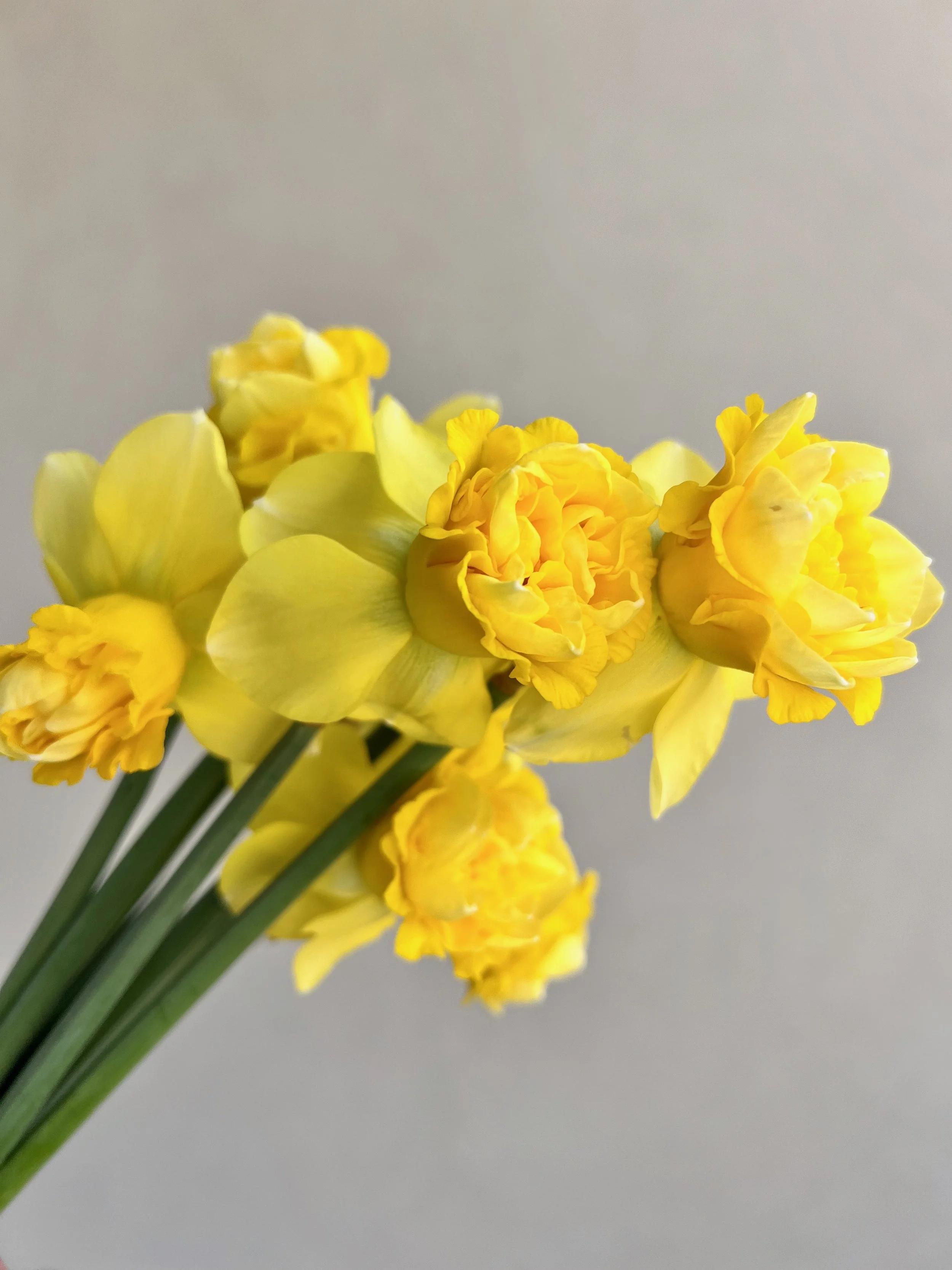 Narcissus Art Design