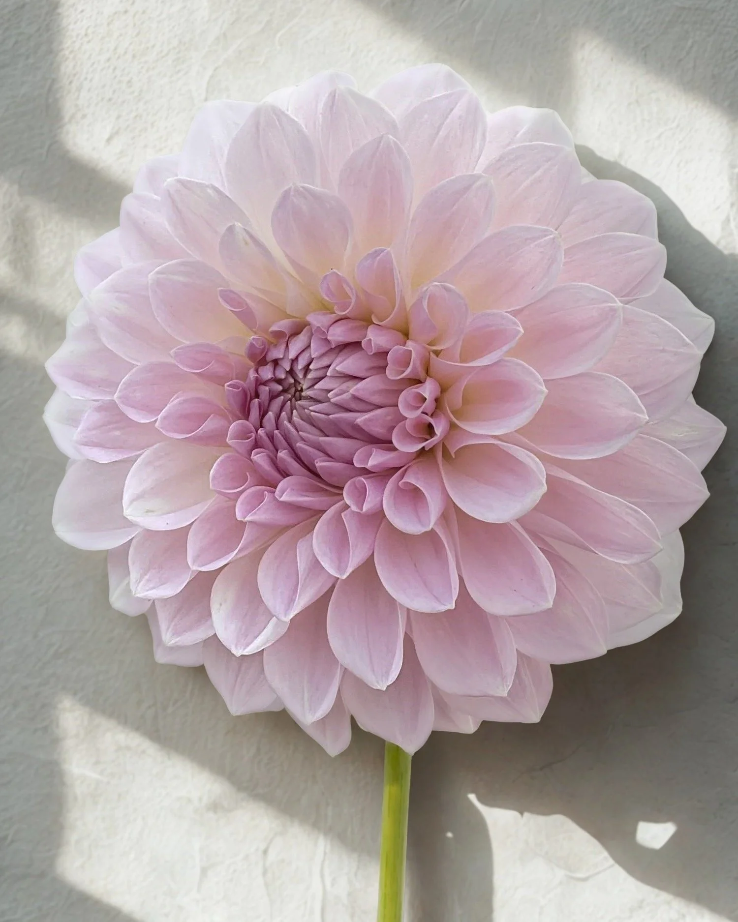Mockingbird_Flora_Dahlia_ Lakeview_Premier.jpeg