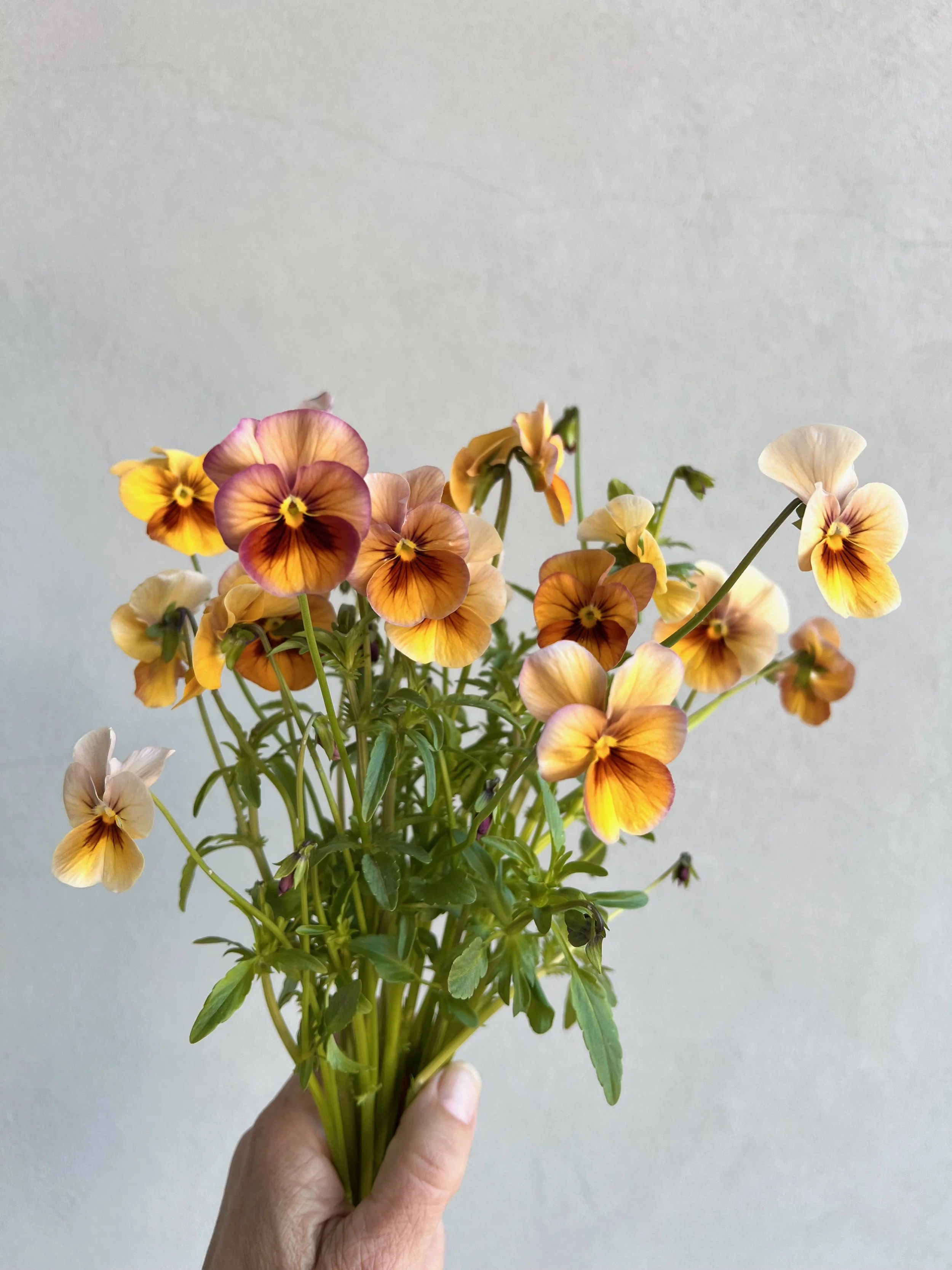 Pansy Nature Antique