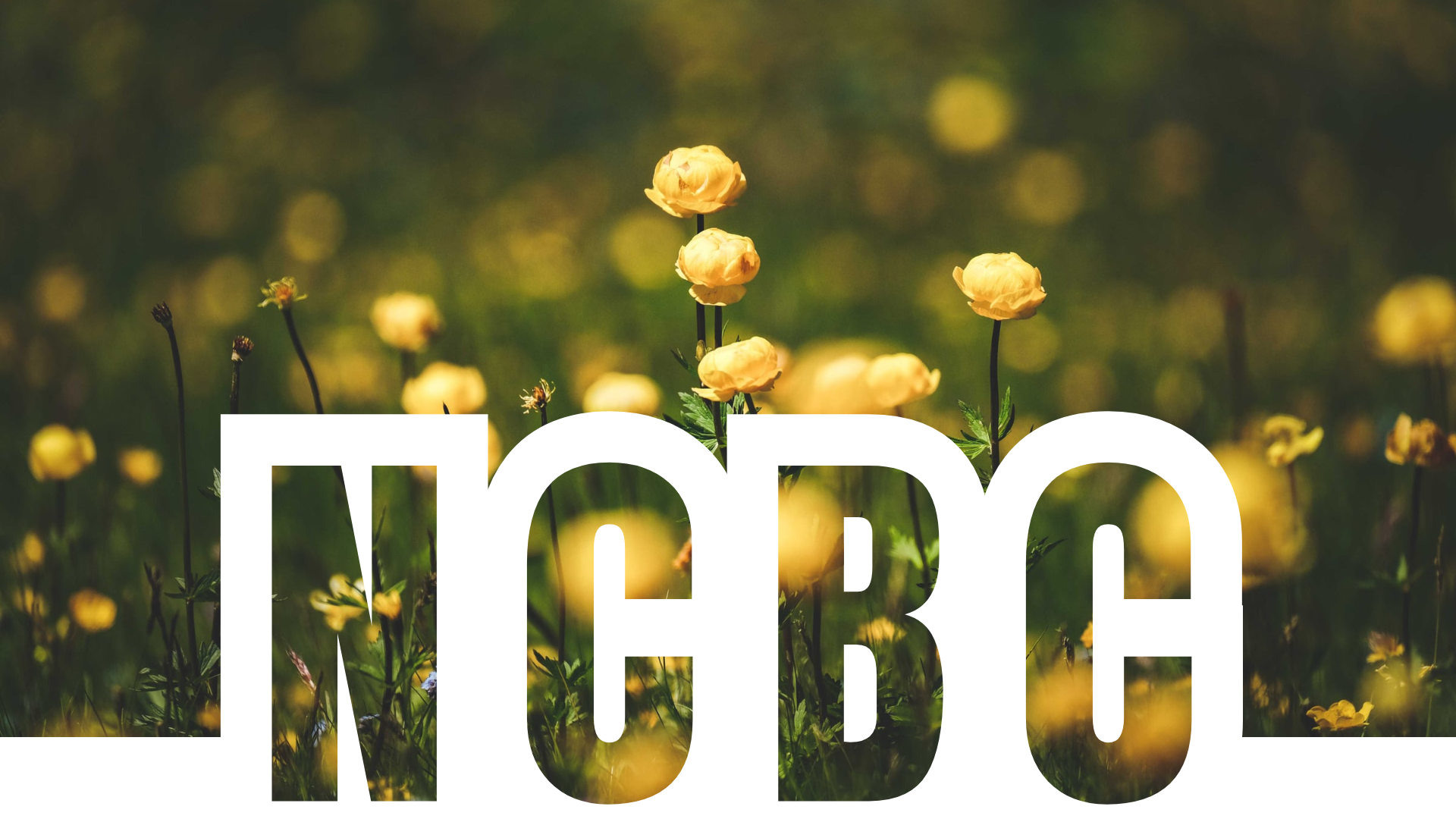 Cover Photo.png