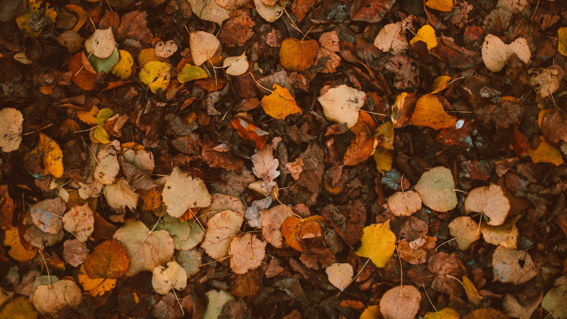 Leaves.png