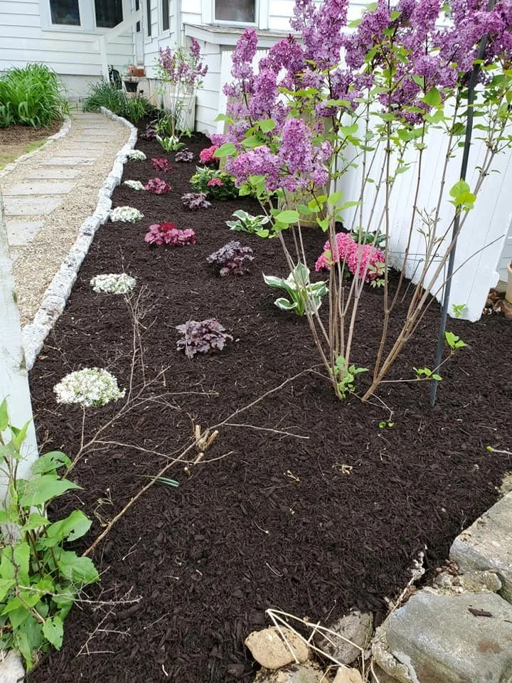 Freshly mulched garden bed with flowering shrubs beside a white house