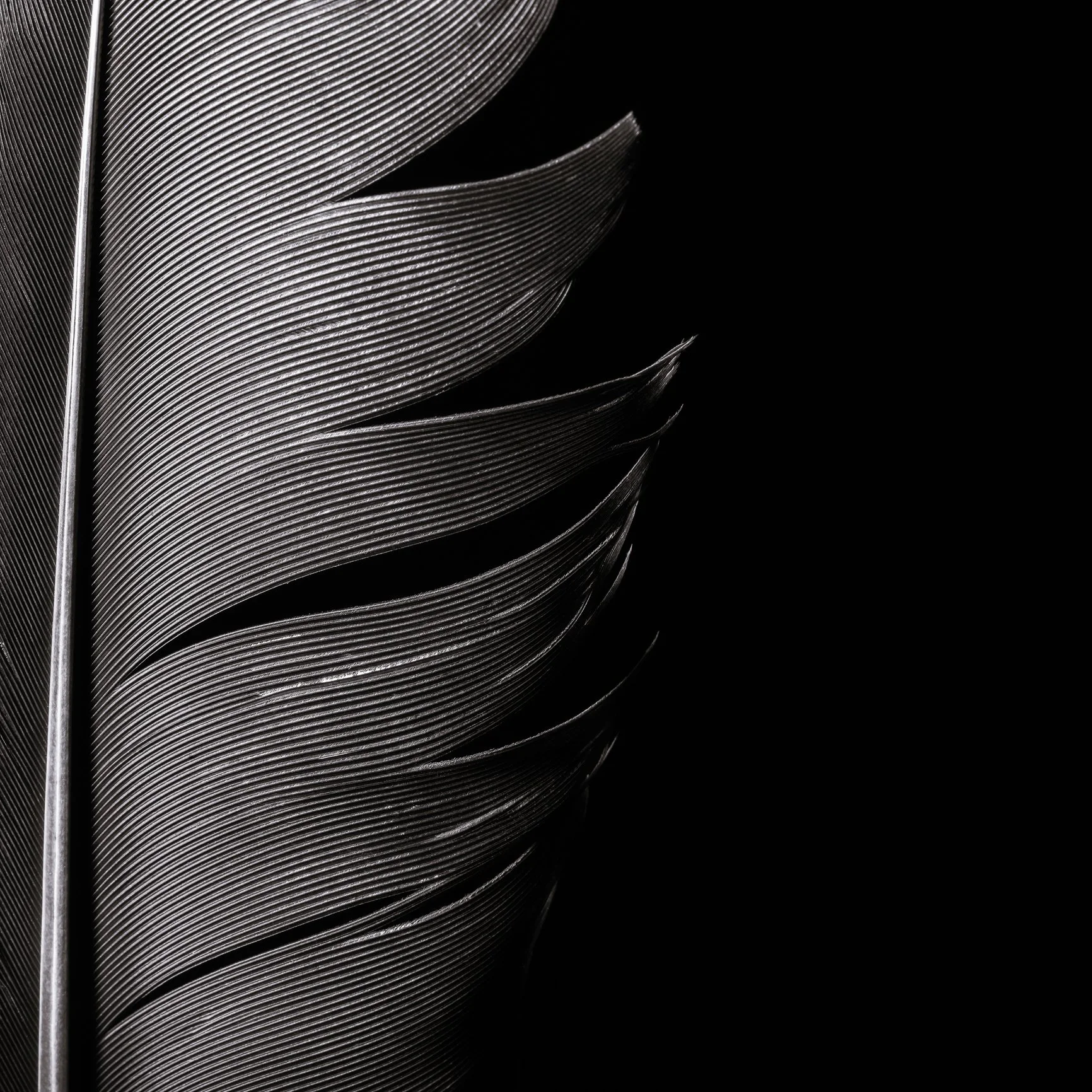Raven feather close up