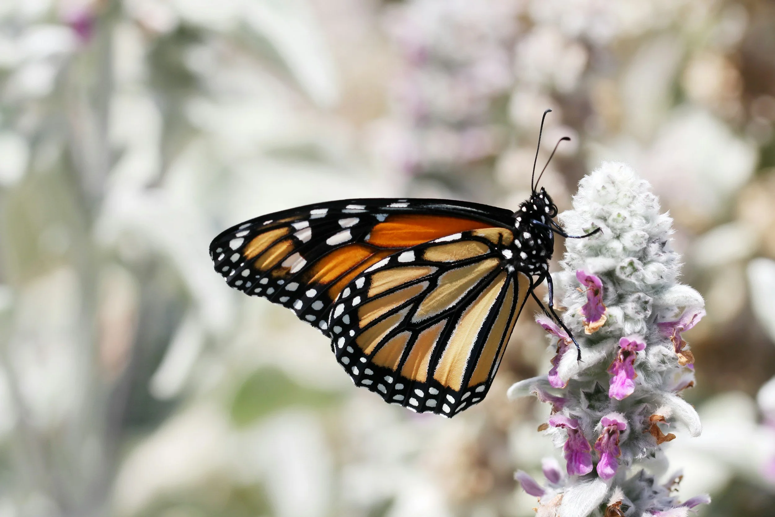 A monarch butterfly perched on a white flower with pink accents, with a blurred natural background.