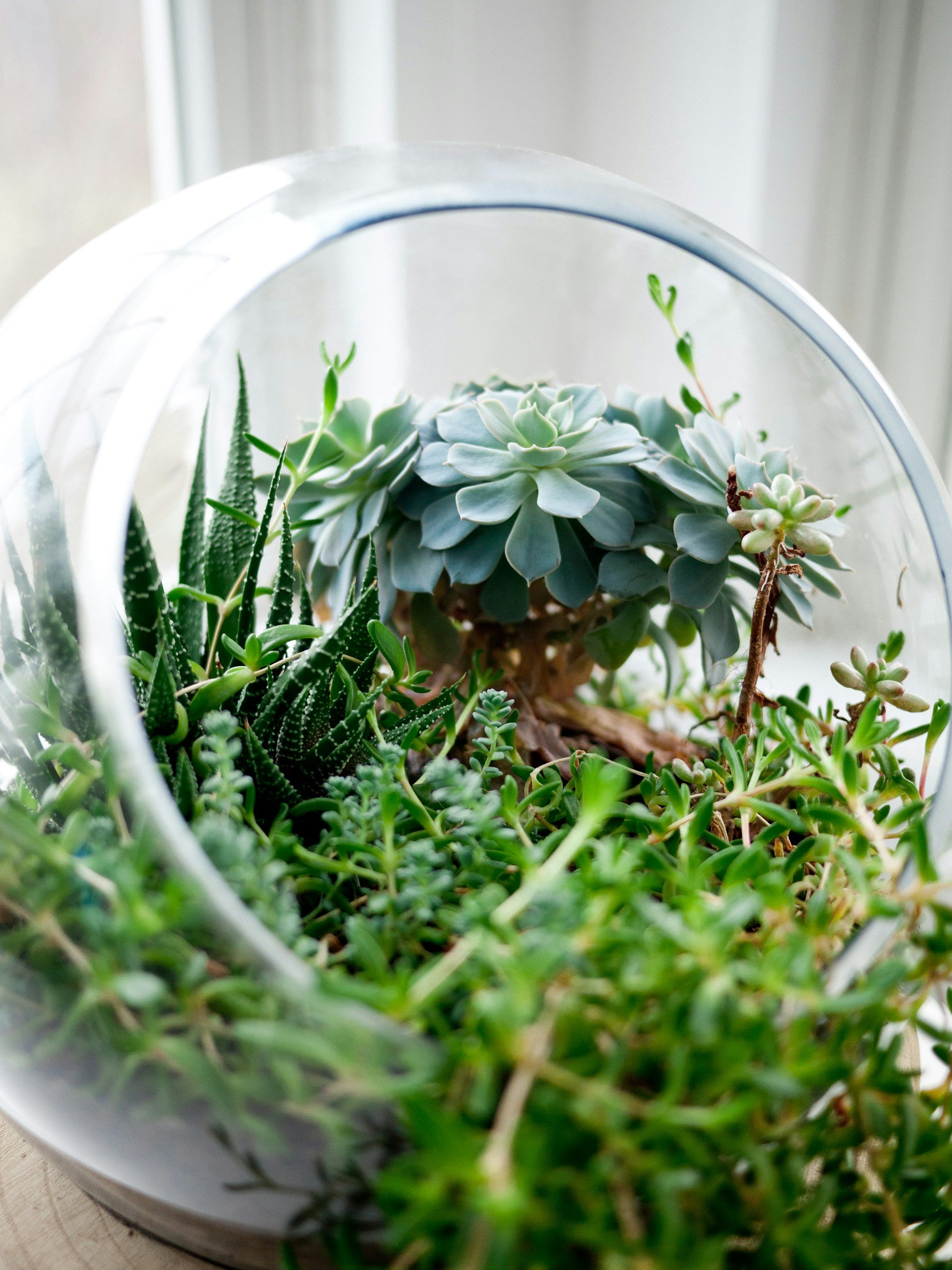Terrariums & Tranquility: Adult Terrarium Workshop