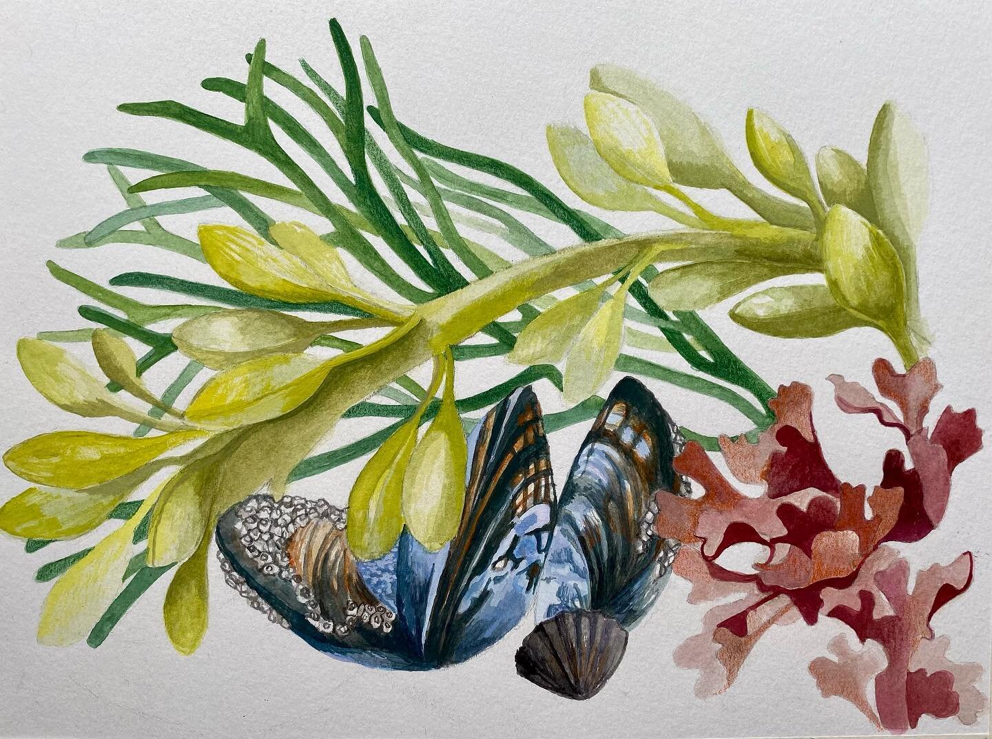 My final piece for my RISD class. It's so fun creating little bouquets of ocean bits, I've never noticed all the intense color just laying around. I have originals and prints up for sale on my website, link in my bio.
#stilllifepainting #watercolorp