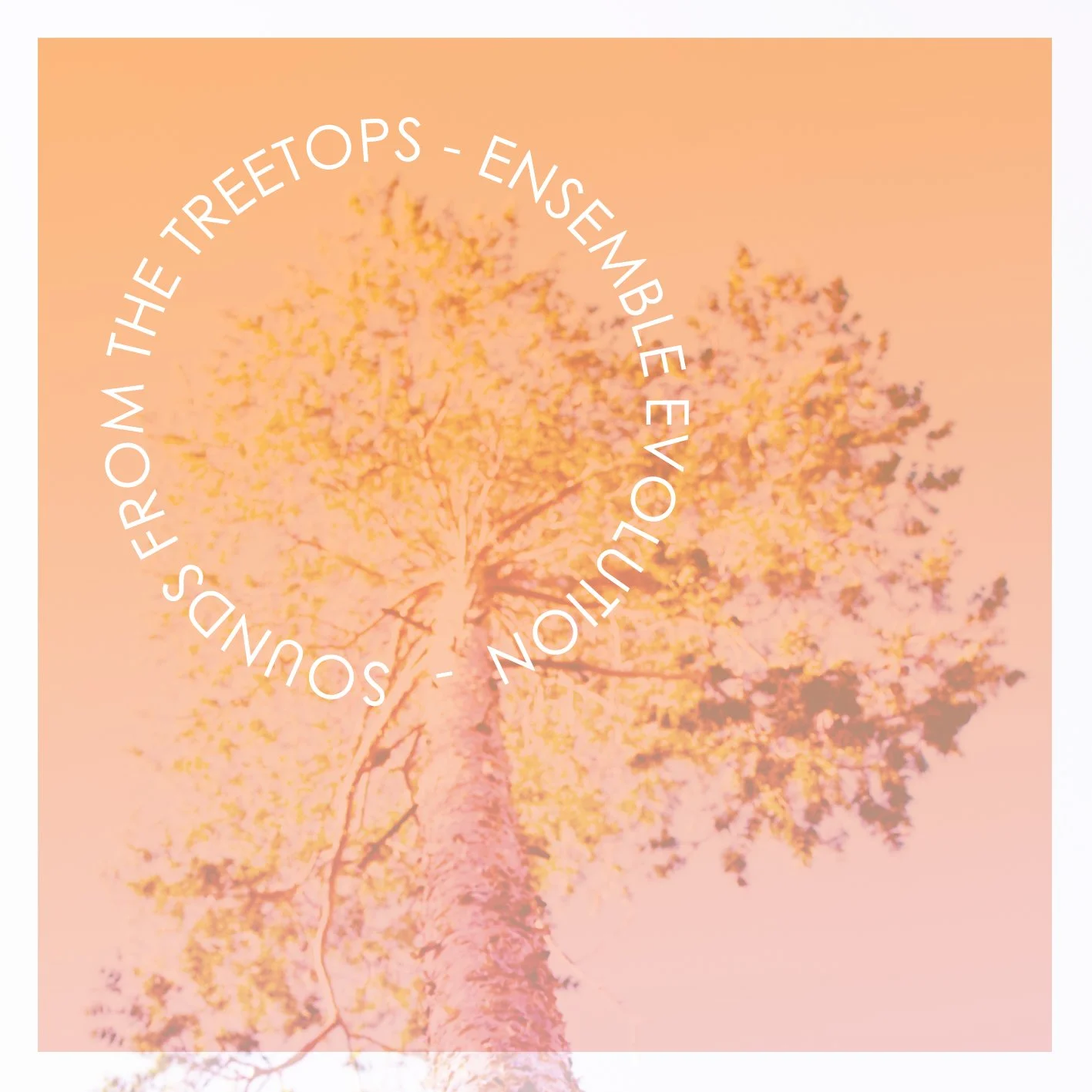 Sounds from the Treetops