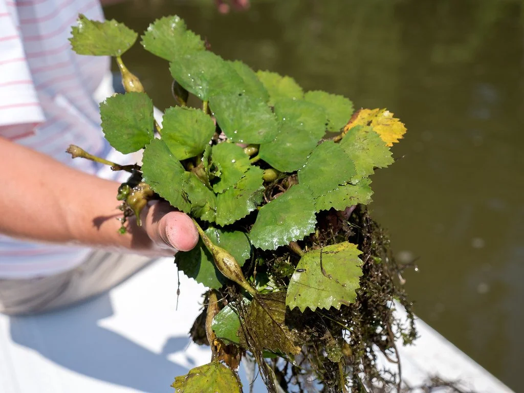 Video On Water Chestnut Removal