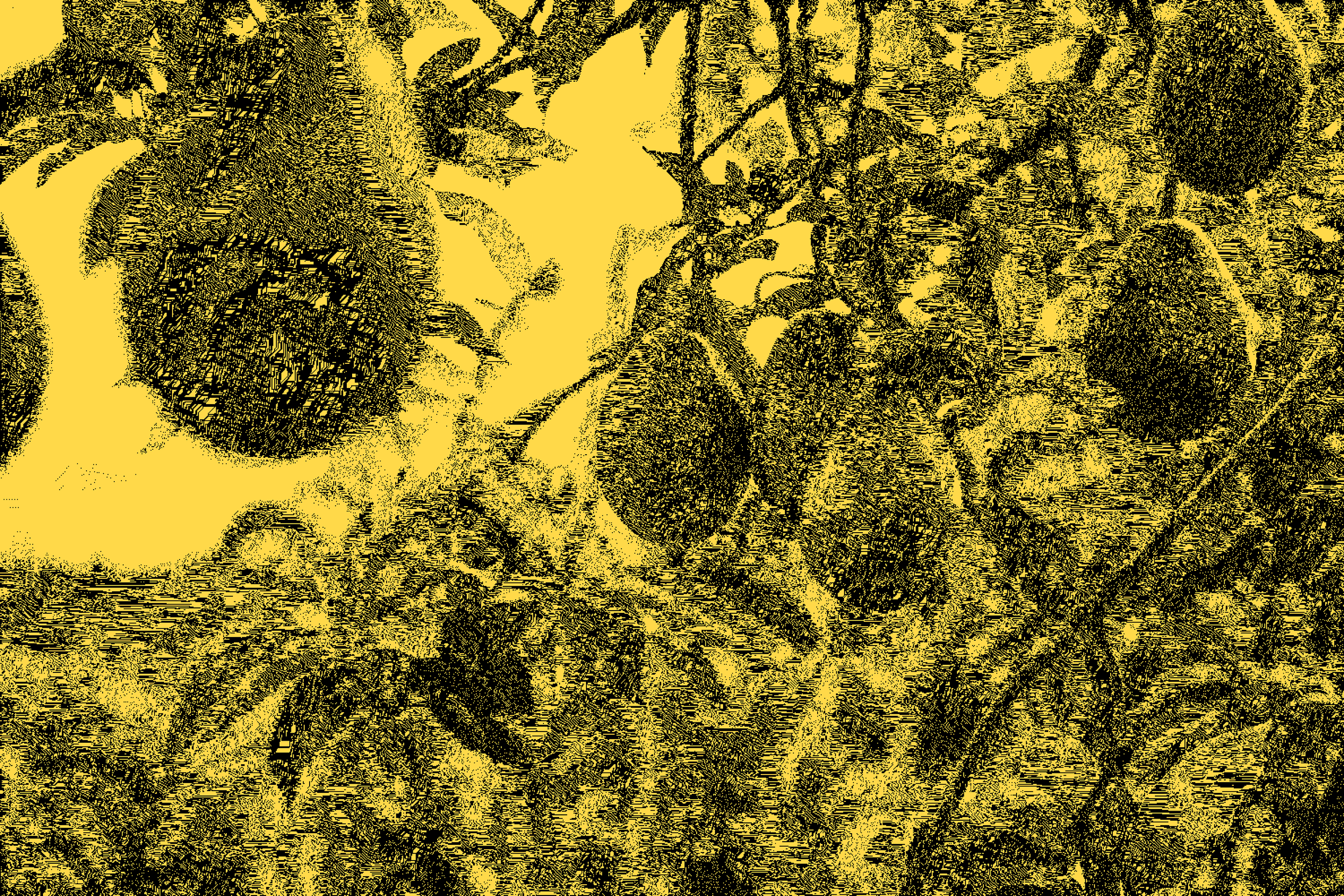 Carbon footprint of Australian Avocado industry