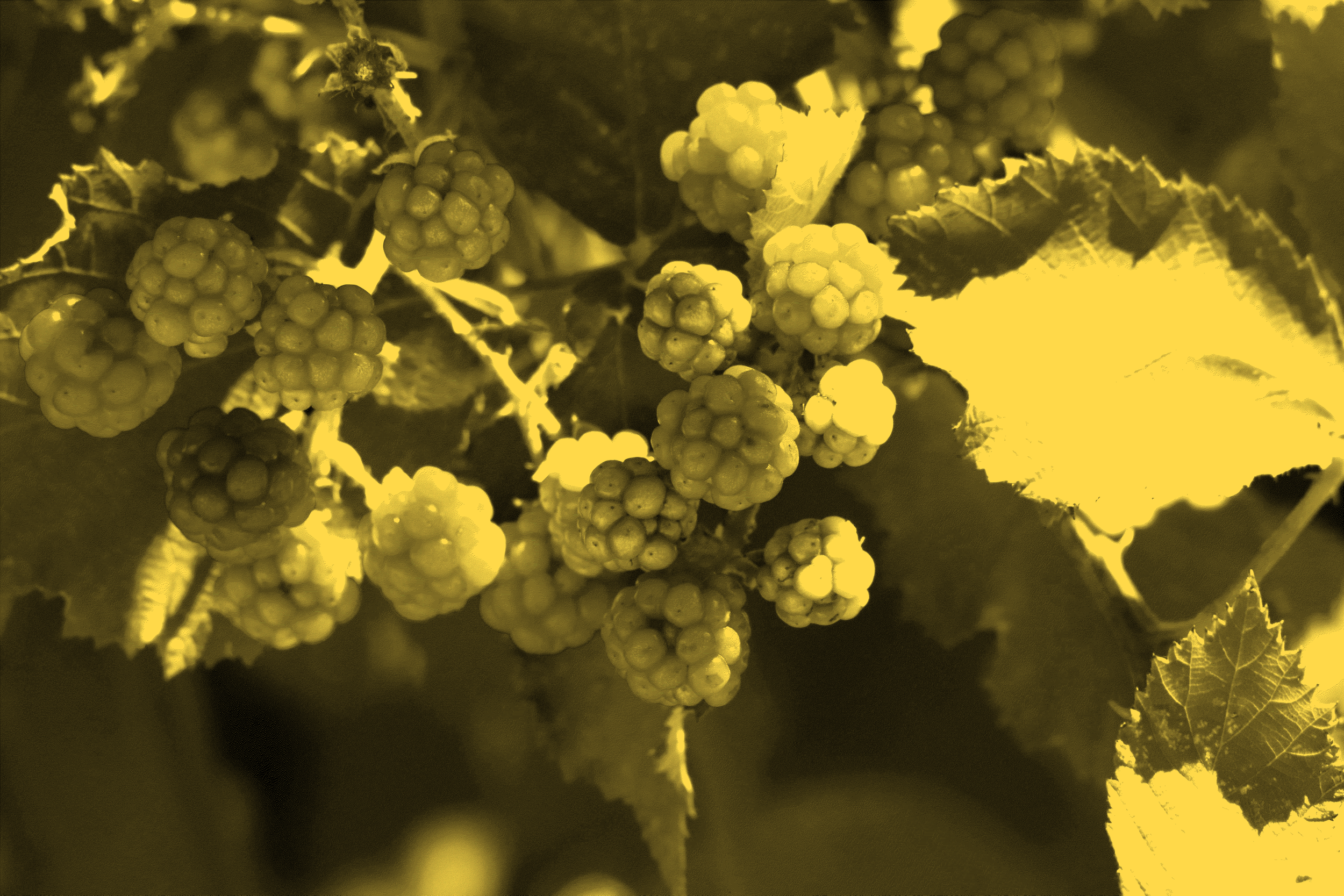 A pathway to sustainable berry farming