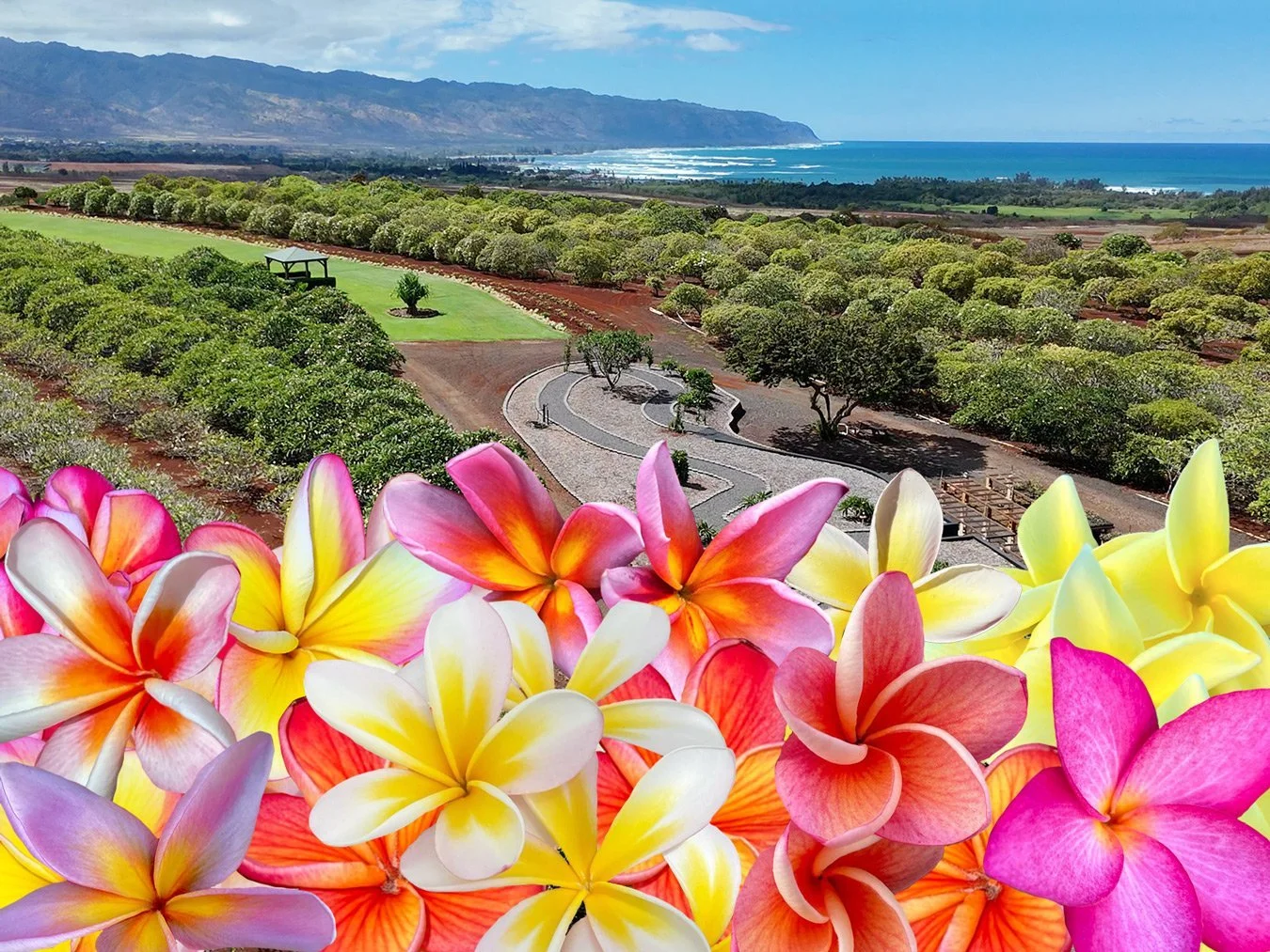 farm with ocean views with plumeria