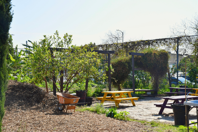 Climate Action Day: Garden Workday with RootdownLA (South LA)