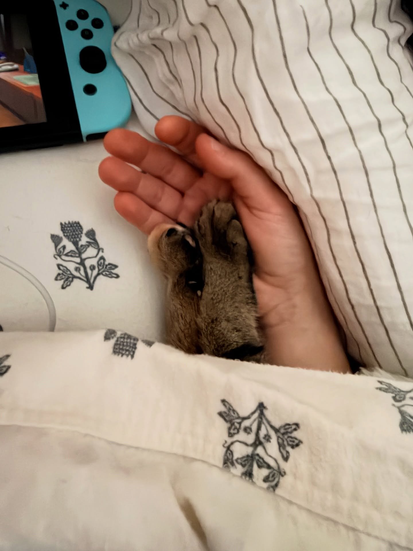 Sorry, my mom says I have to hold her hand today, so I can&rsquo;t get out of bed right now.