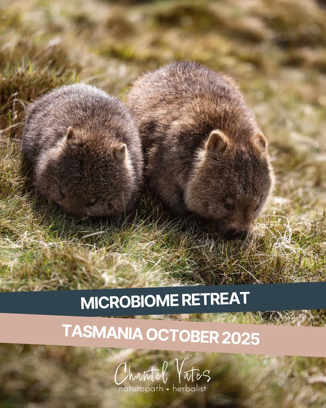 Imagine&hellip; a long weekend in breathtaking Tasmania, surrounded by pristine nature, nourishing food, and the chance to completely reset.⁠
⁠
This October (the best time of year to spot baby wombats!), join me for the Microbiome Retreat Tasmania, a