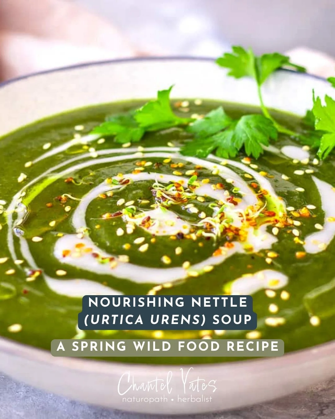 Spring is here, and that means one of my favourite wild edibles is popping up everywhere: nettle! 🌿

I love spring for the gorgeous green edible goodness that rushes up from the earth, and nettle is one of my most favoured herbs (or weeds, depending