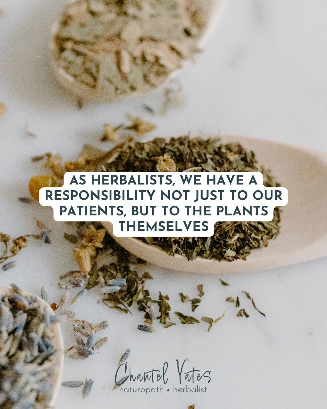 As herbalists, we have a responsibility not just to our patients, but to the plants themselves.

Herbal sustainability isn't just about choosing organic or avoiding overharvested species (though both matter). It's about understanding our relationship