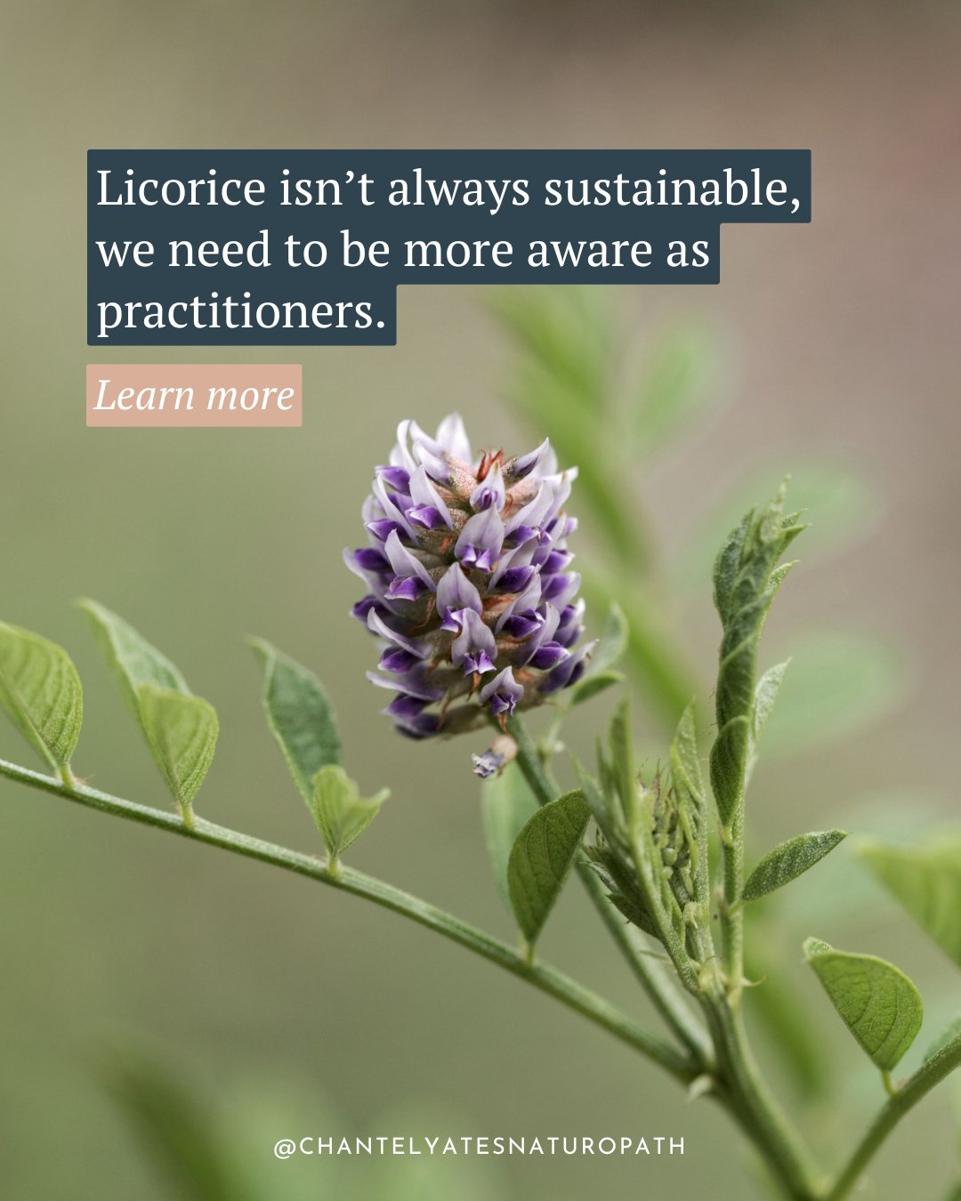 Practitioners, do you know where your licorice comes from?⁠

Licorice (Glycyrrhiza glabra) is one of the most commonly prescribed herbs in GIT-focused practice.

Reflux. Gastritis. Ulceration. Inflammation. H. pylori support, and of course, flavourin