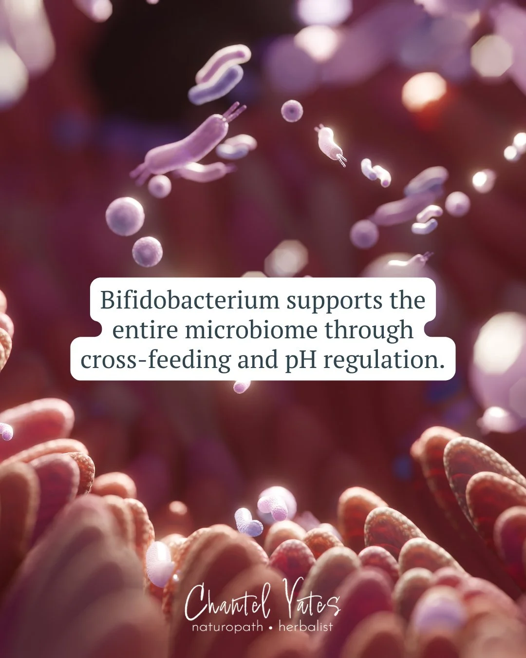 Bifidobacteria aren&rsquo;t just beneficial on their own, they help support the entire microbial community.⁠
⁠
Through a process called cross-feeding, Bifidobacterium breaks down dietary fibres and produces short-chain fatty acids (like acetate). ⁠
⁠