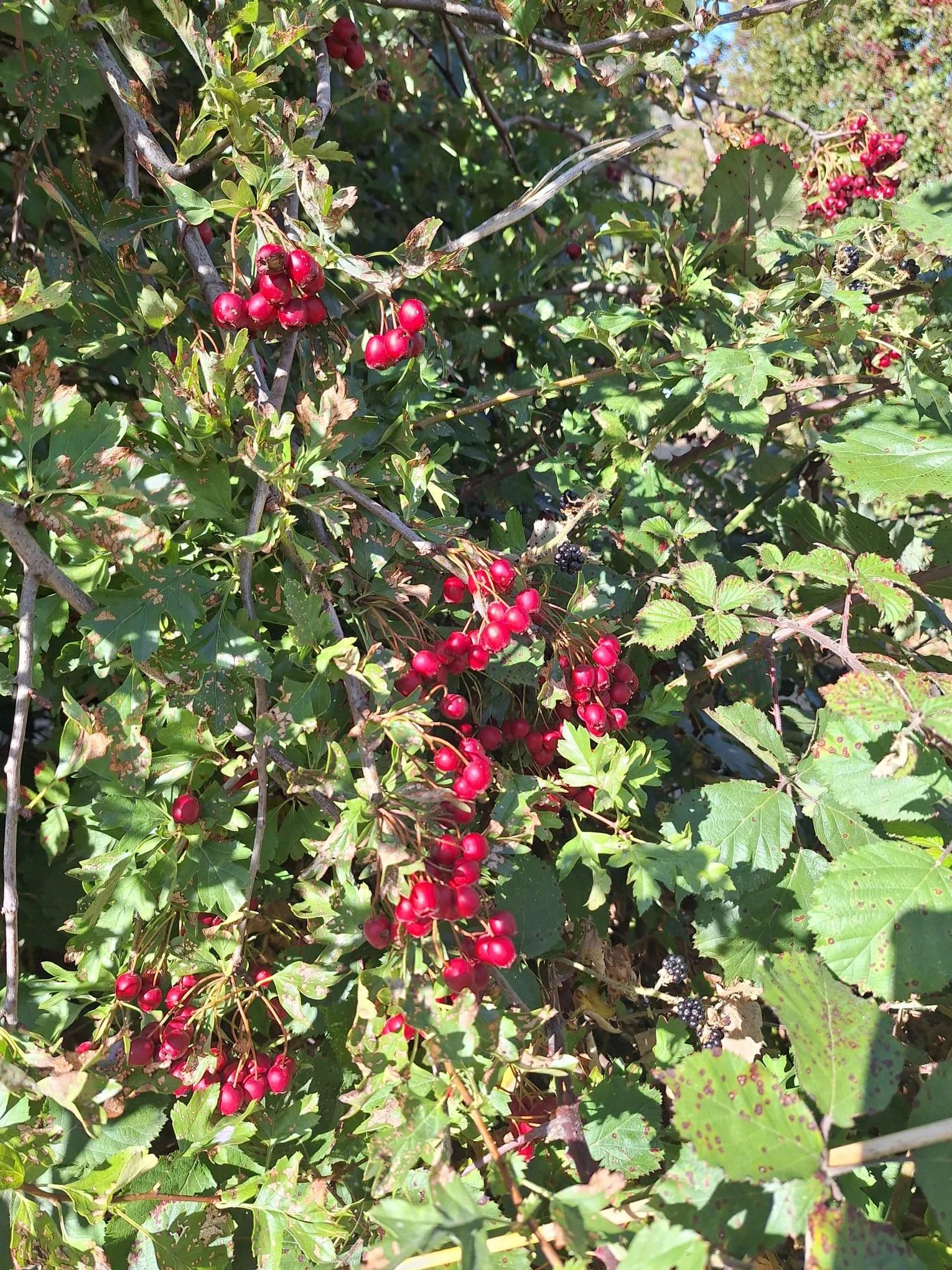 WhatsApp Image 2026-03-31 at 13.36.09.jpeg