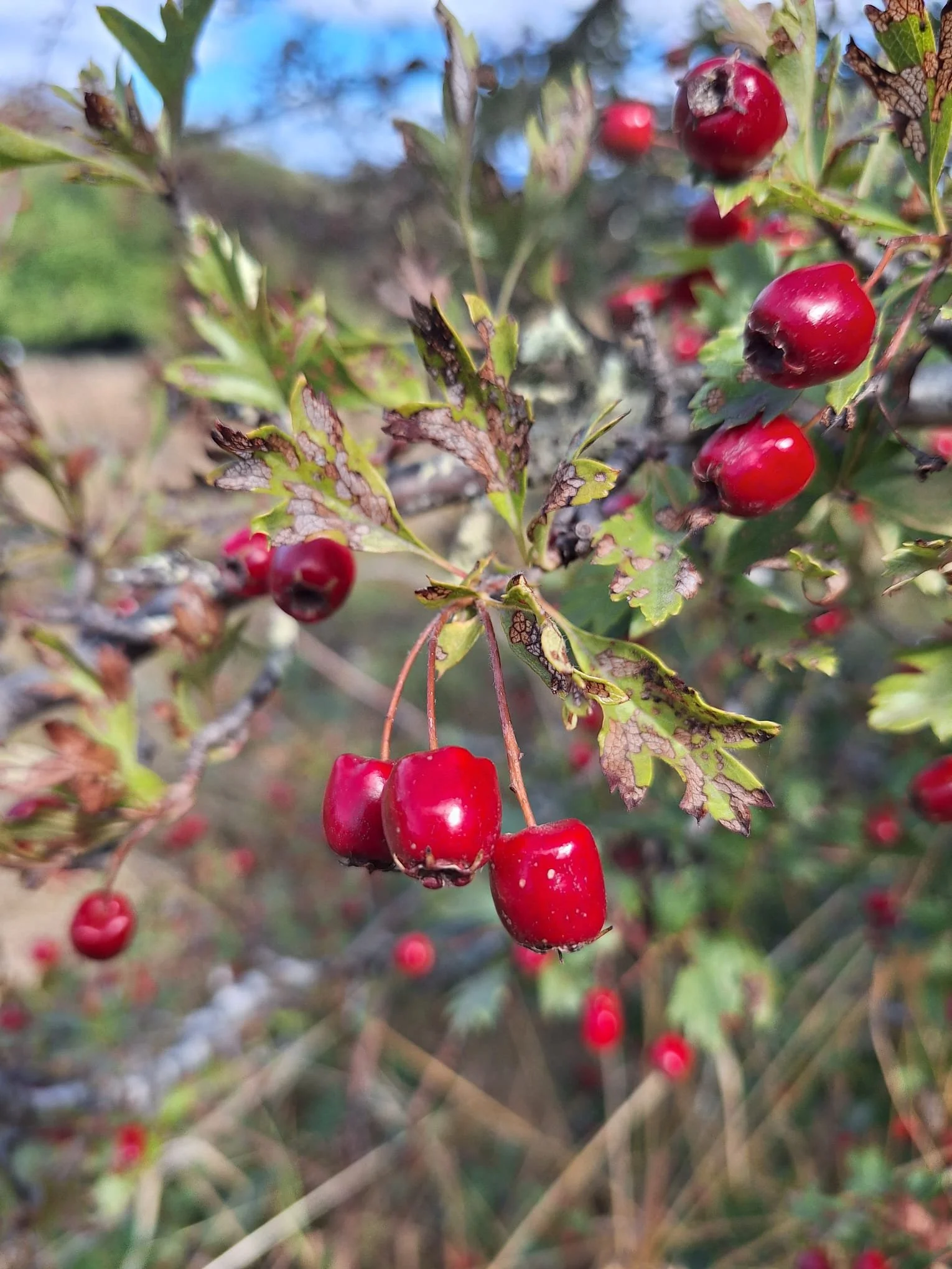 Hawthorn Season: Bringing the Berry Back to the Table