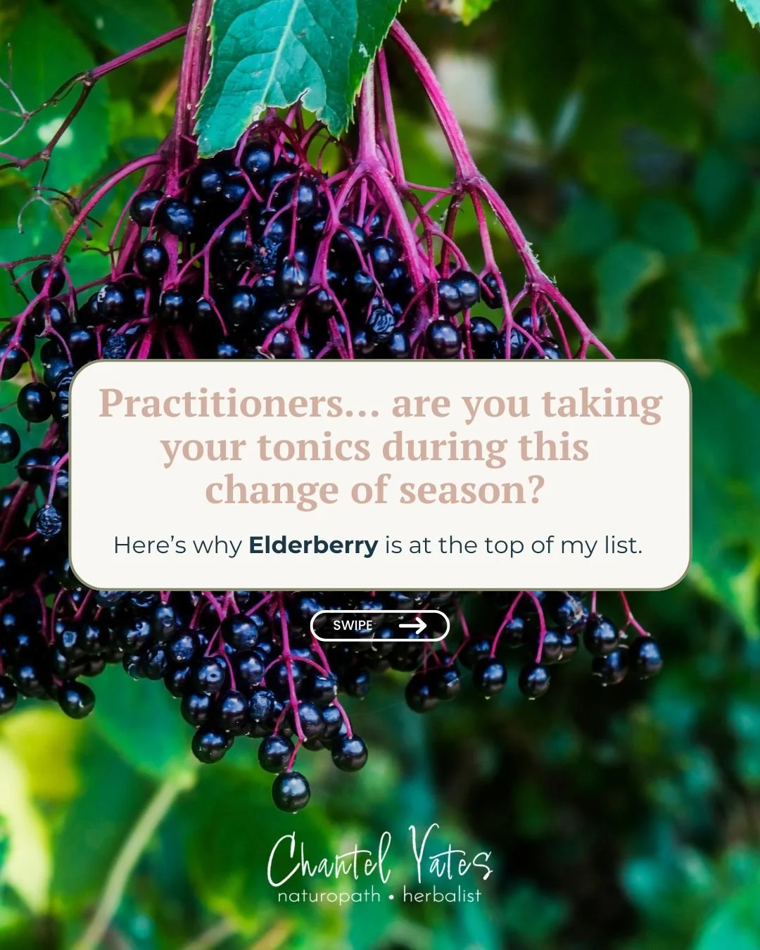 Practitioners&hellip; are you remembering to take your tonics this change of season? 🍃

We often remind our patients about prevention and immune support, but it&rsquo;s easy to forget to apply the same principles to ourselves.

Seasonal transitions 
