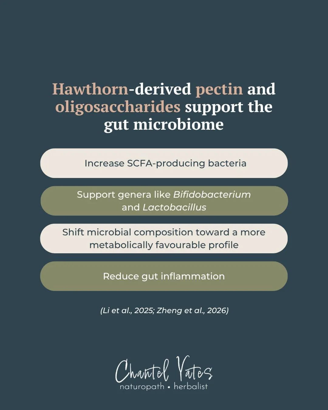 Hawthorn is often spoken about for the heart&hellip; but its effects may start much further down the digestive tract.

One of the most interesting things about hawthorn berry to me is its pectin content - a fermentable fibre that reaches the colon la