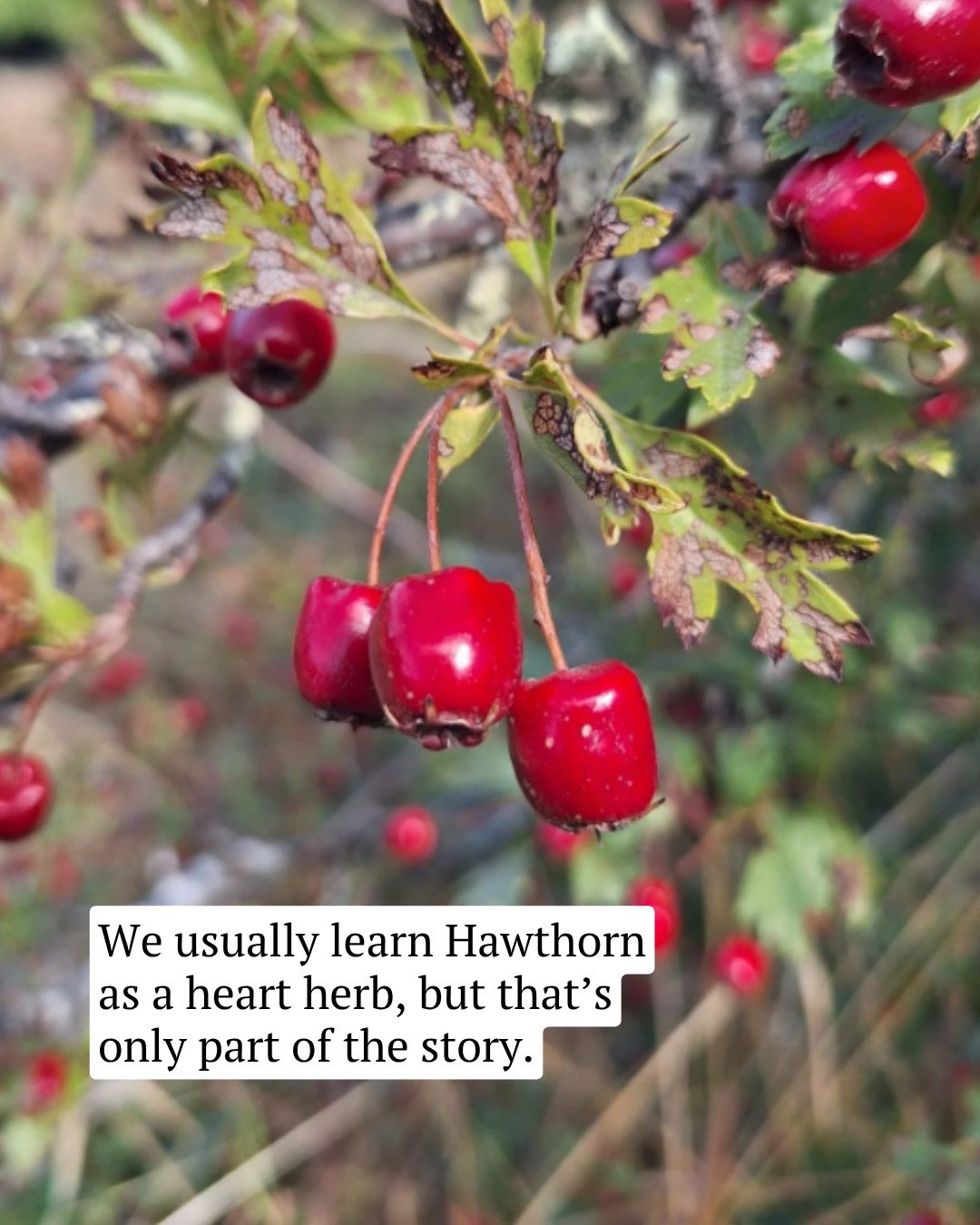 If you are anything like me, somewhere along the way hawthorn became the cardiovascular herb 🌿

And that&rsquo;s not wrong by any means. But I think in the process, we&rsquo;ve unintentionally sidelined a really important part of the plant: the beau