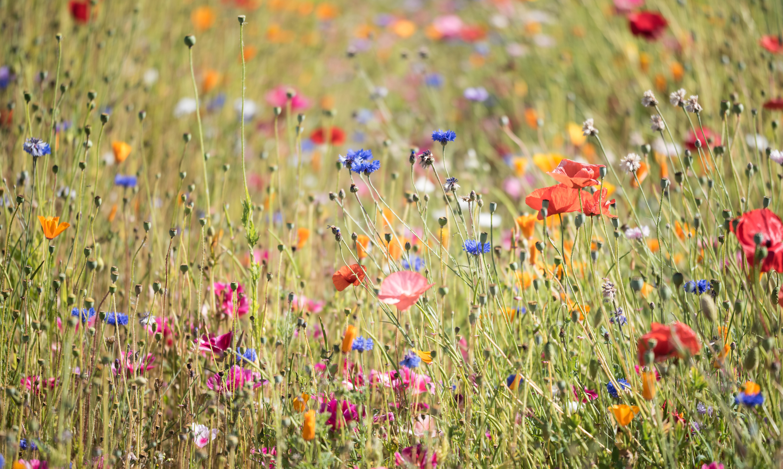 Perimenopause, Menopause & Your Gut: When Hormones, Microbes, and Identity All Shift at Once