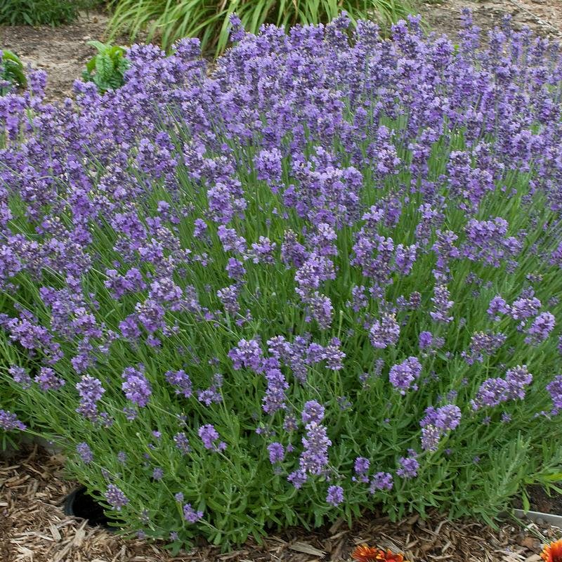Munstead English Lavender Plants For Sale