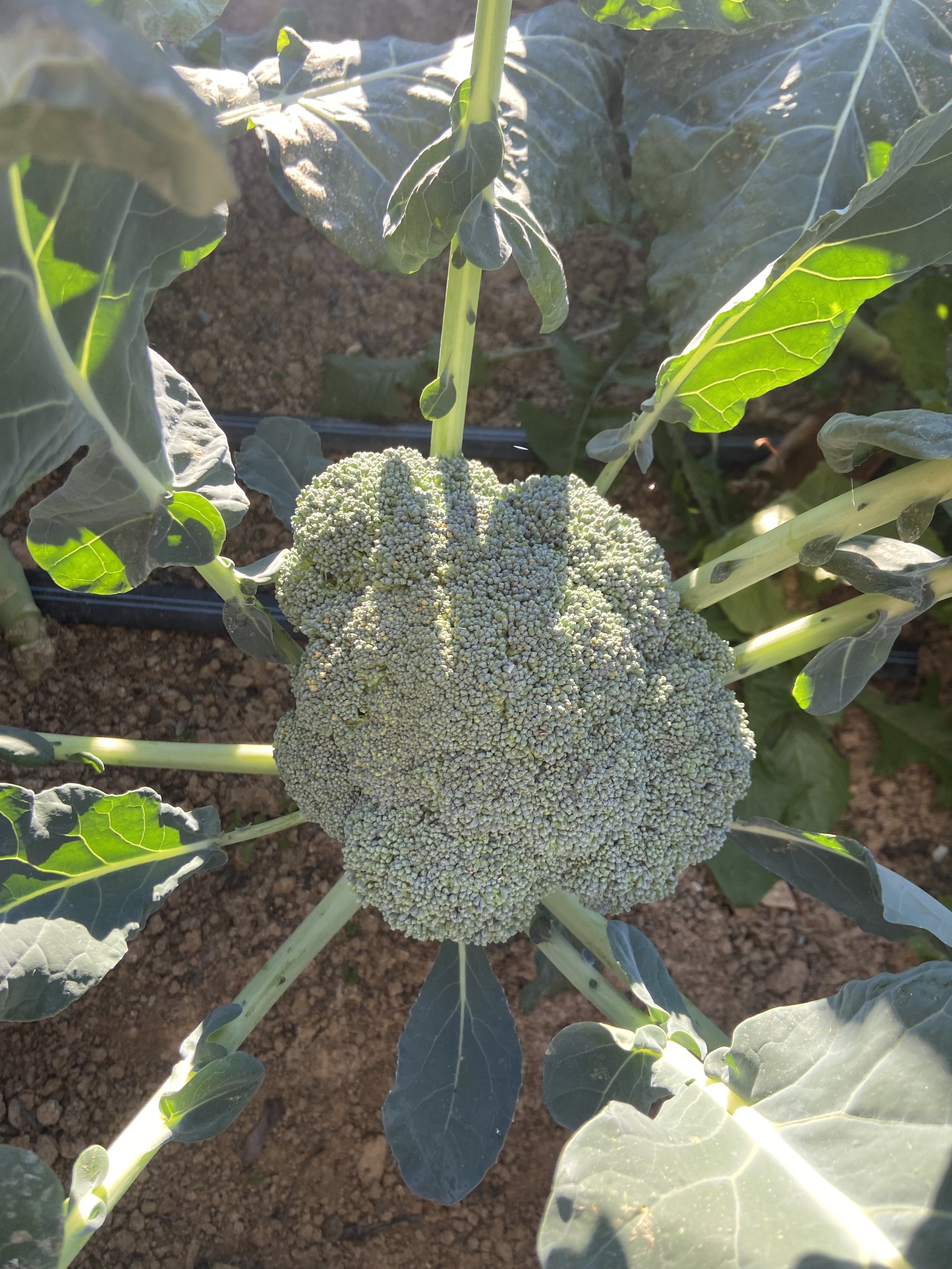 broccoli | broccolini | cauliflower