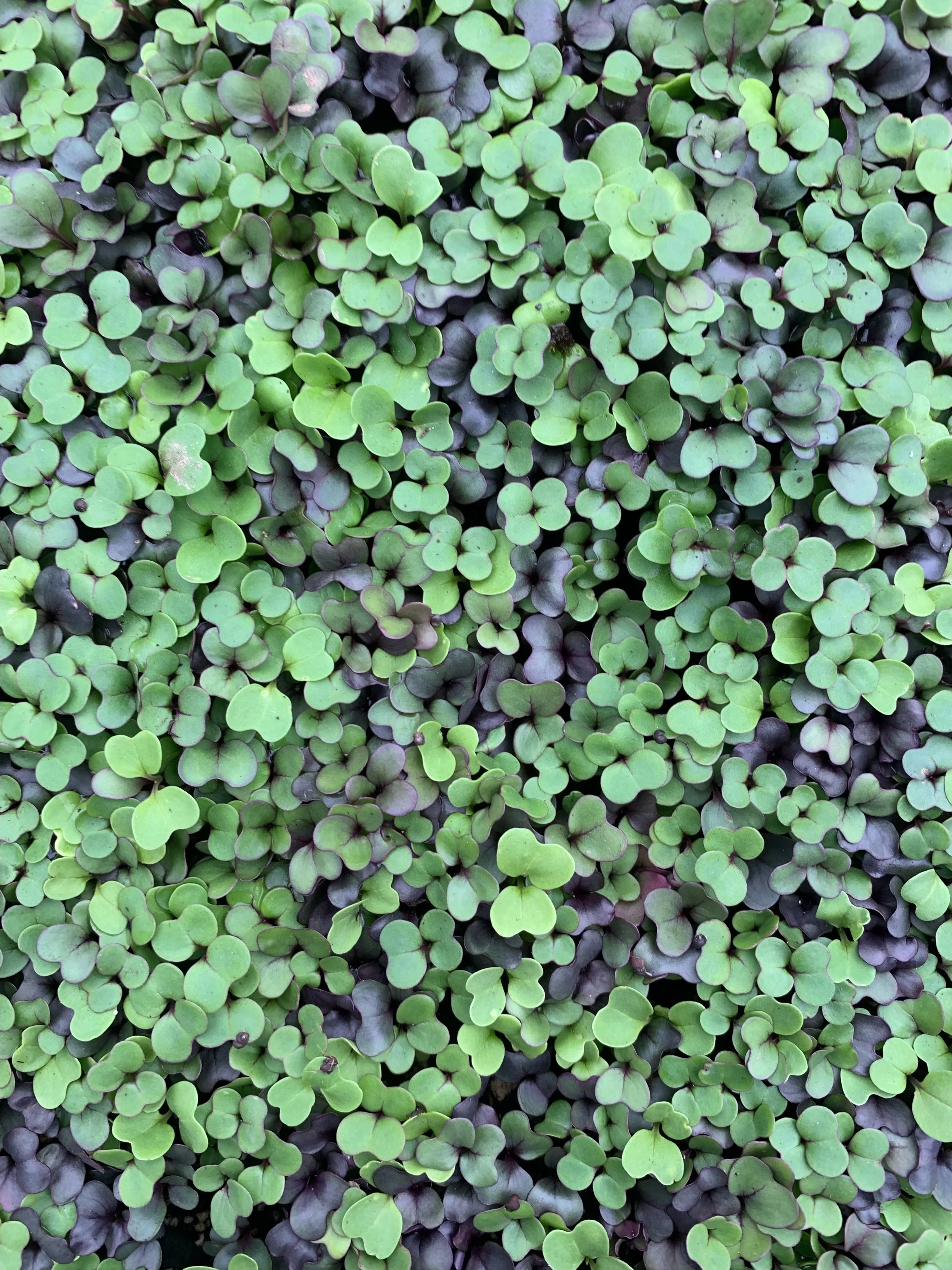 herbs | microgreens — Communitas Farm