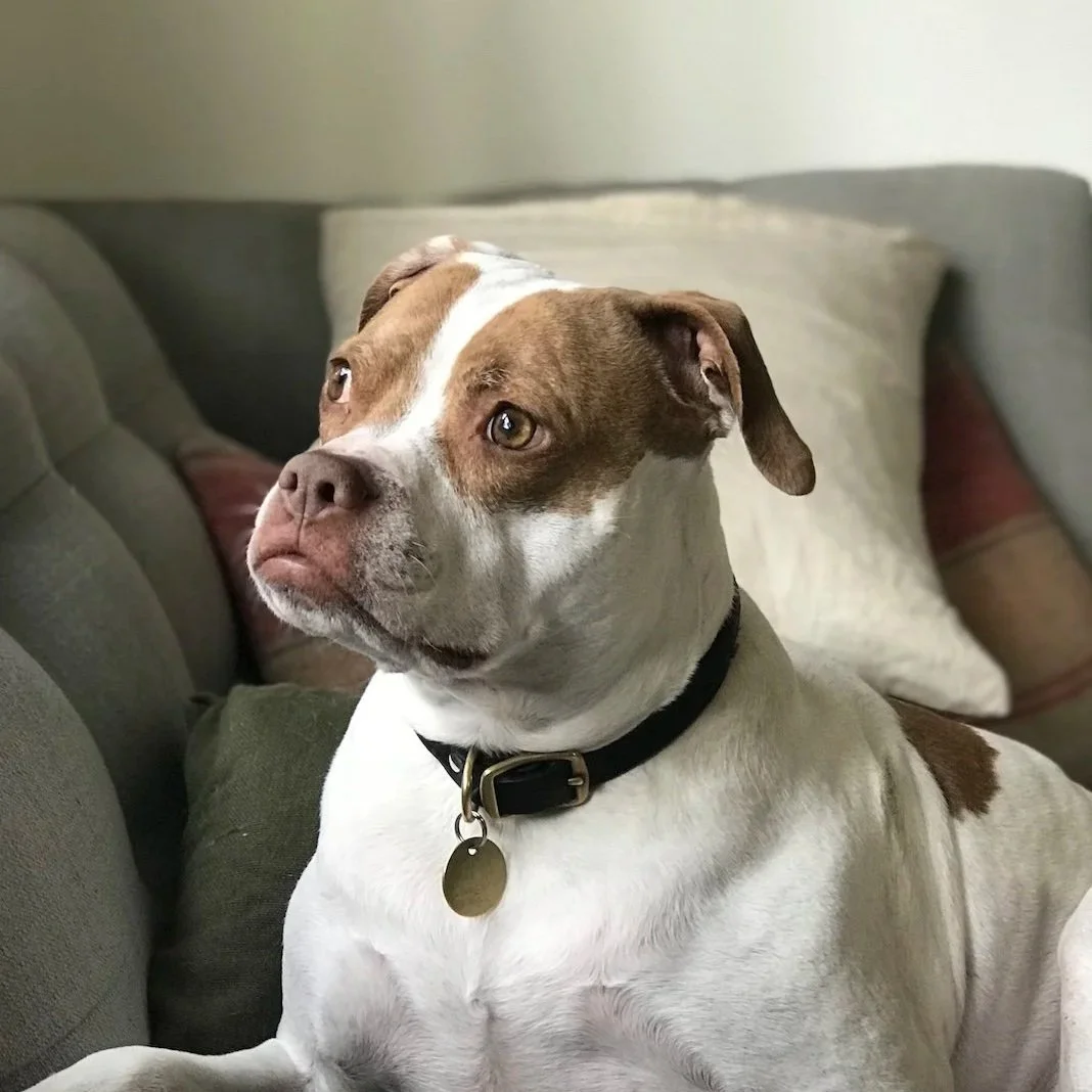How to Choose the Best Photo for a Custom Pet Portrait Commission