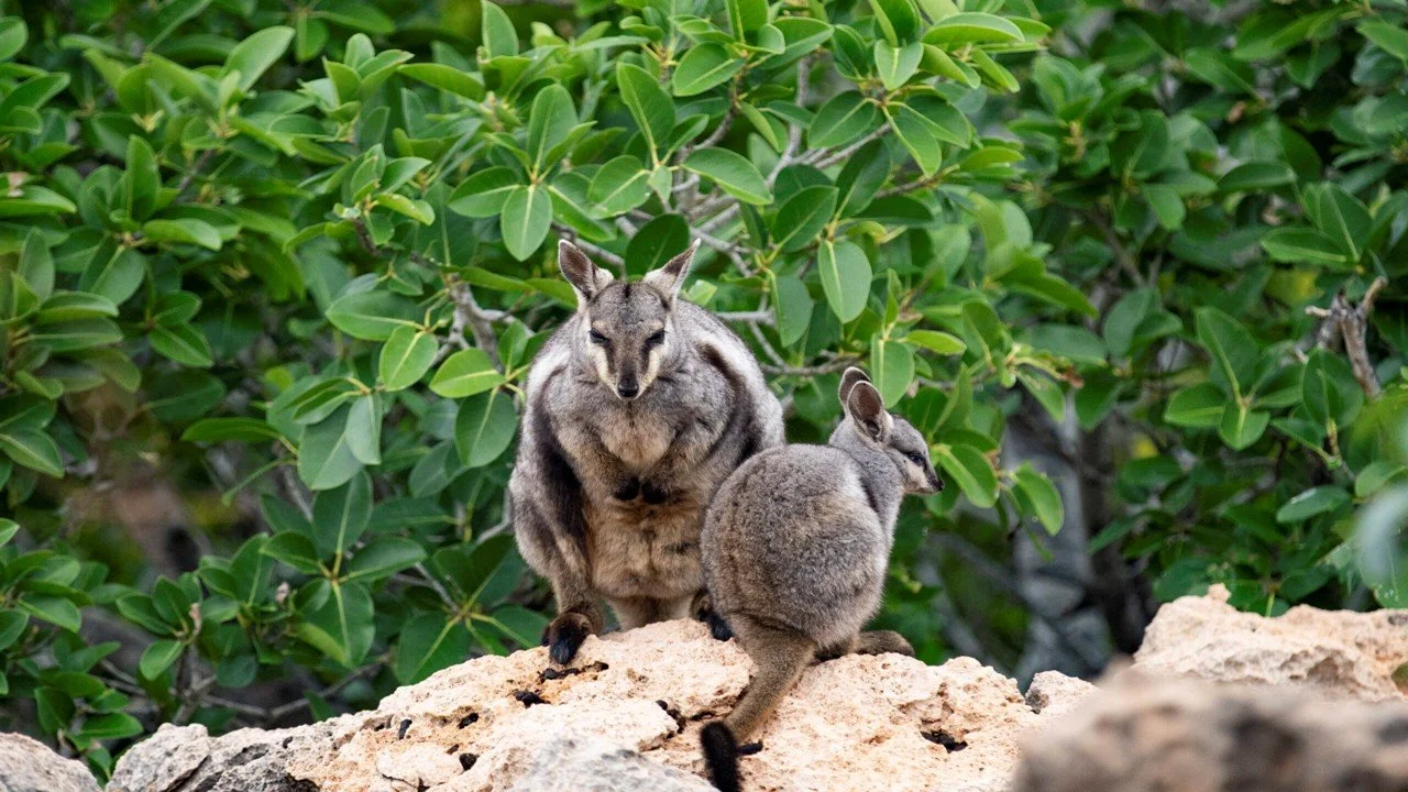 Australia’s New Nature Laws: What They Mean and Why They Matter for MANA