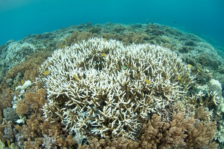 Planetary boundaries update (2026)