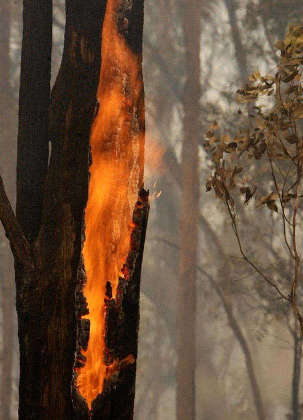 Fire safe biodiversity for regional Australian towns