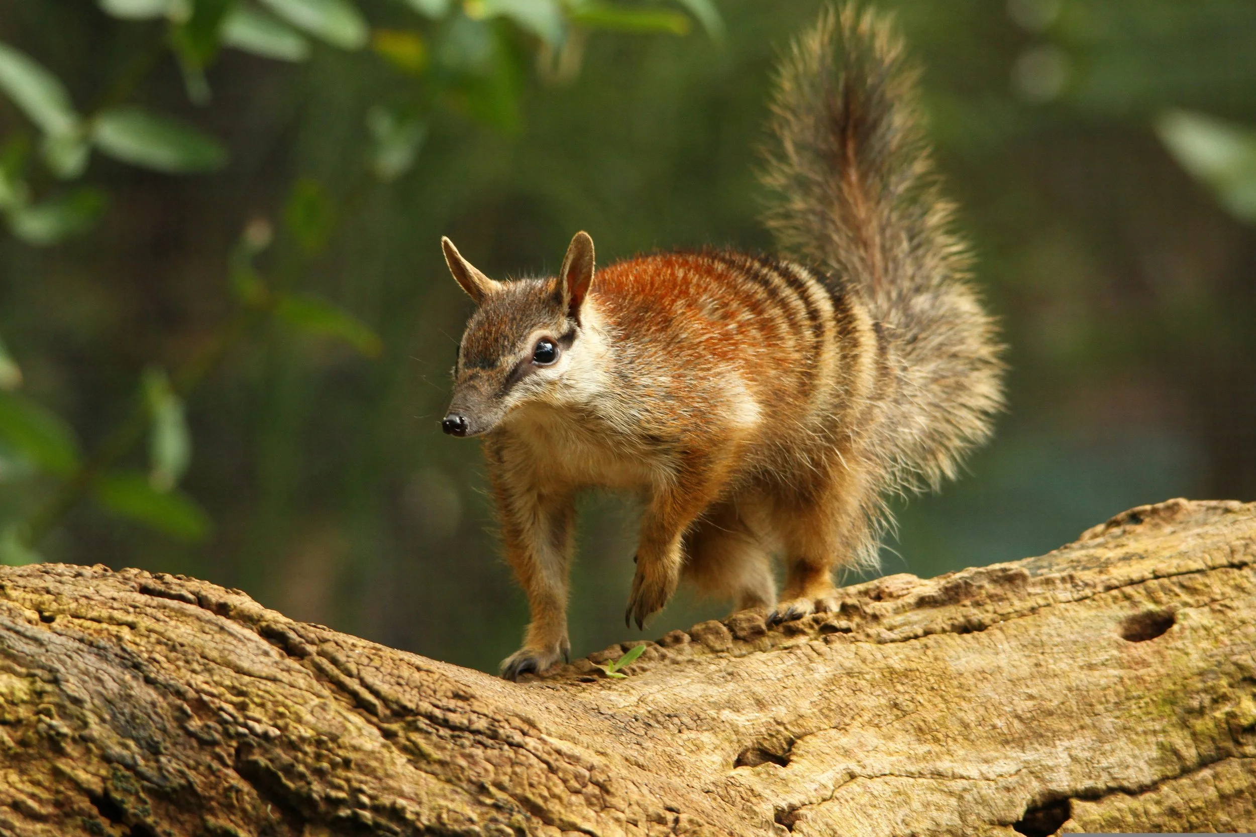 Victoria's Forests: More Than Trees&nbsp;