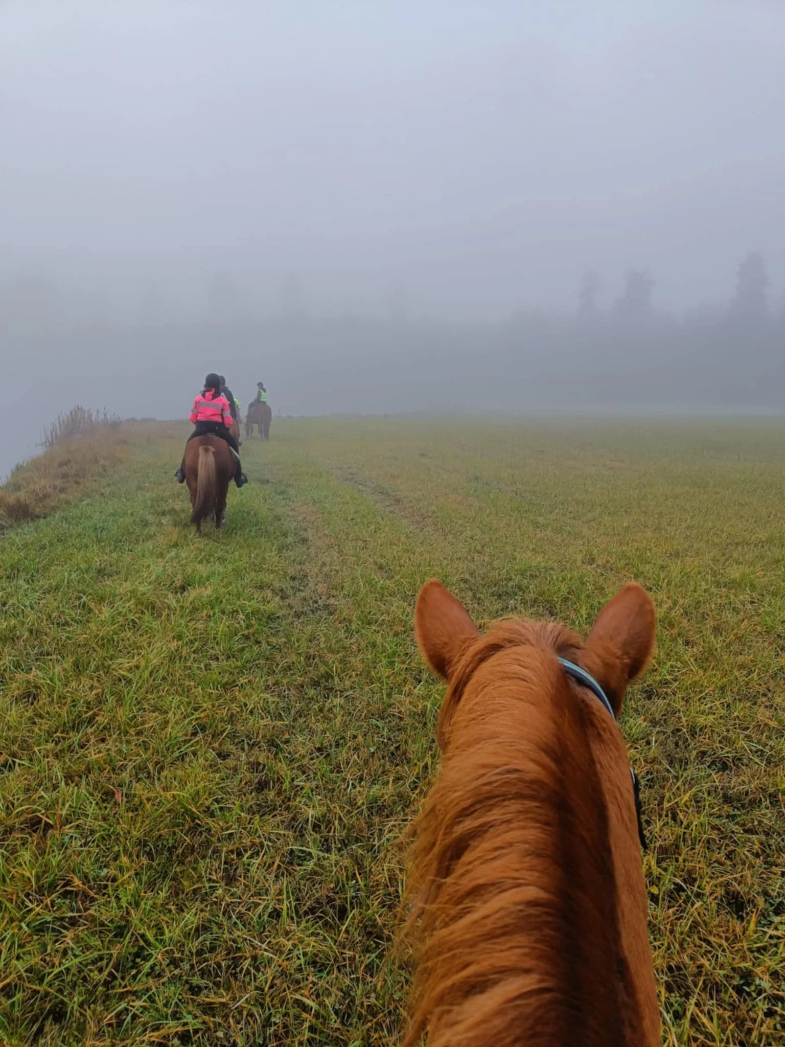 Jyllin kierros -ratsastusvaellus, 5 tuntia (kokeneet*ratsastajat)