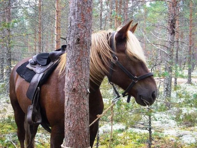 PÄÄSIÄISEN Ratsastus &amp; Sauna Spa - lomapaketti - TÄYNNÄ