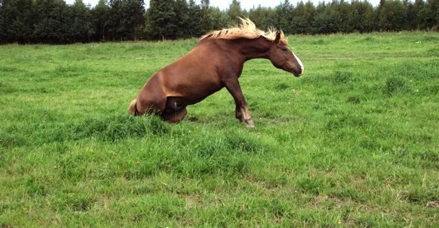 Ratsastus &amp; Sauna Spa - lomapaketti - 1 PAIKKA